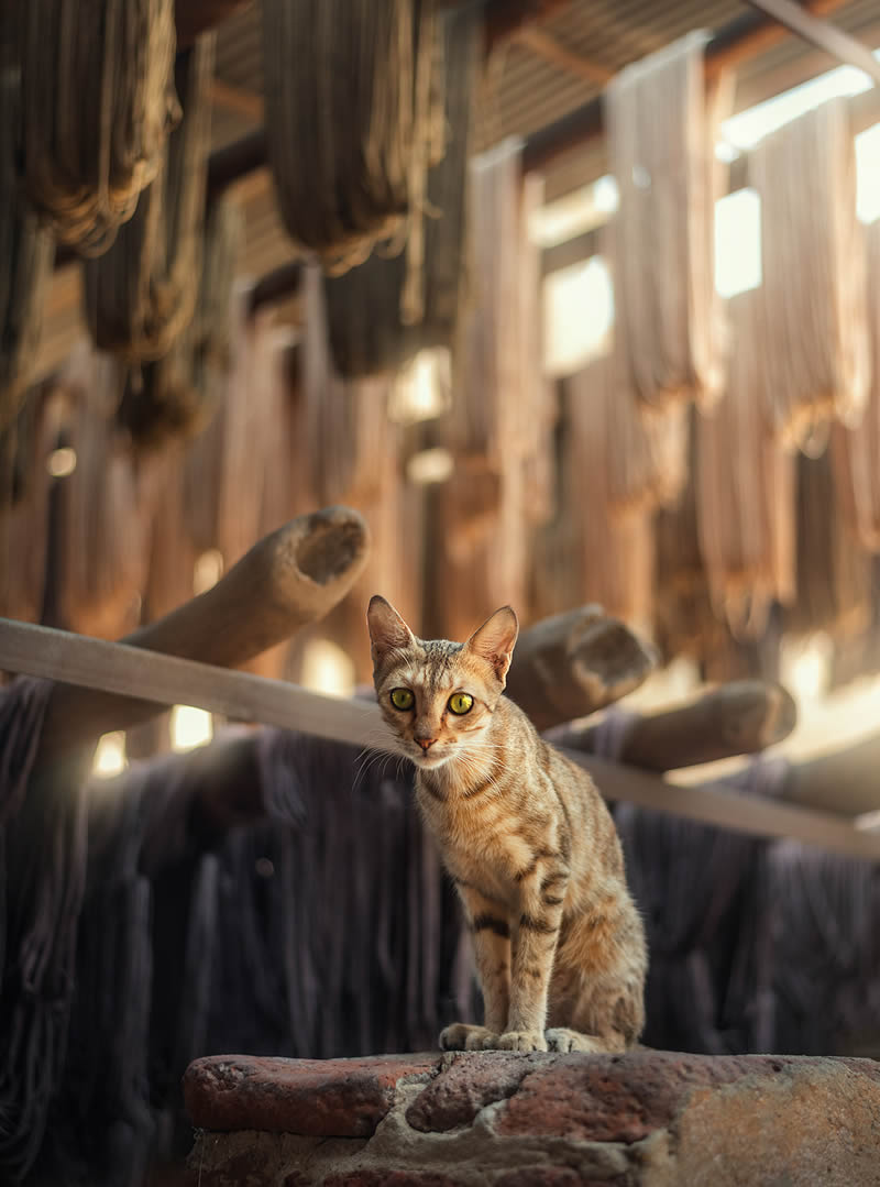 گربه ای در خیابان های قاهره