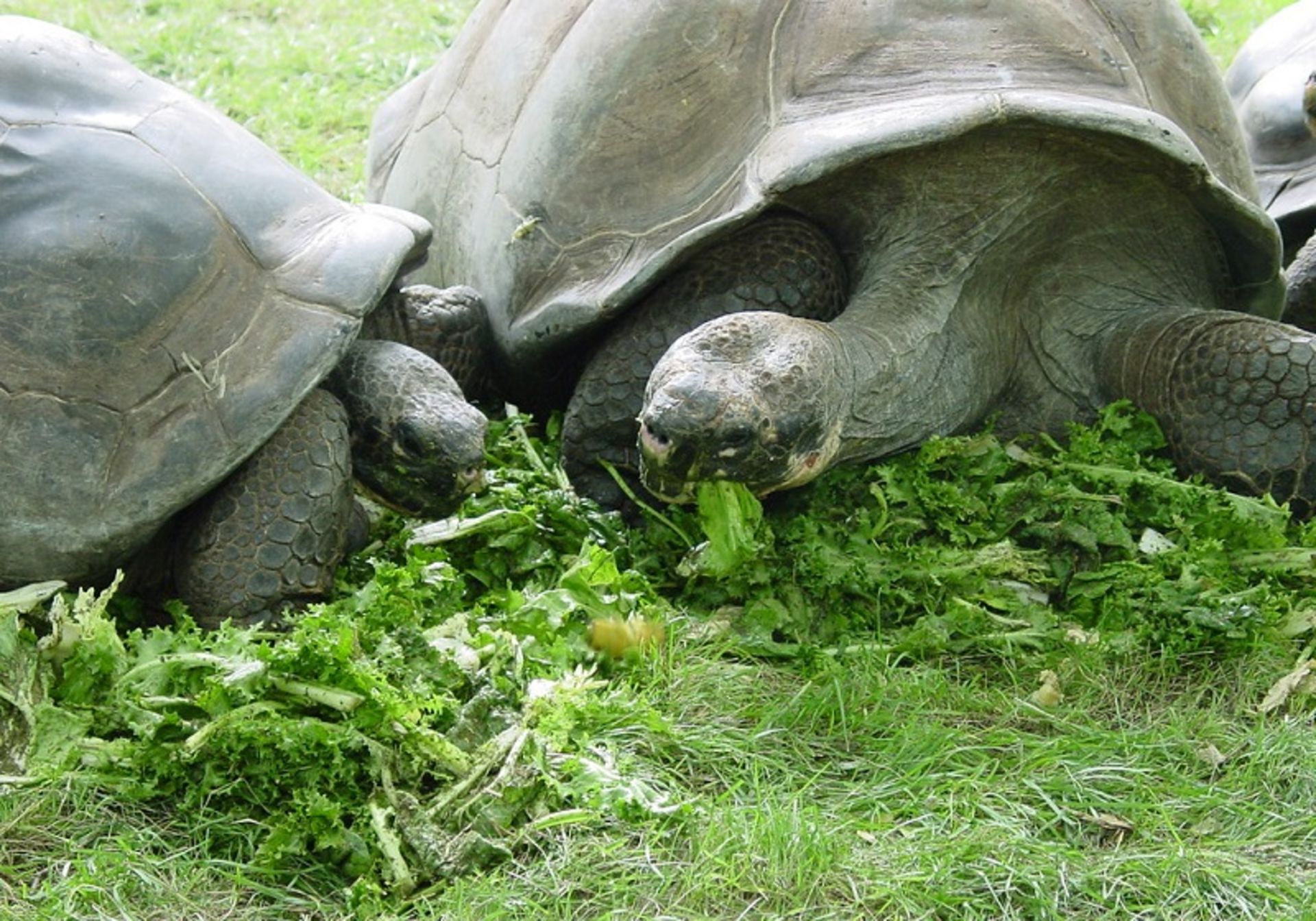 لاکپشت های باغ وحش فیلادلفیا آمریکا