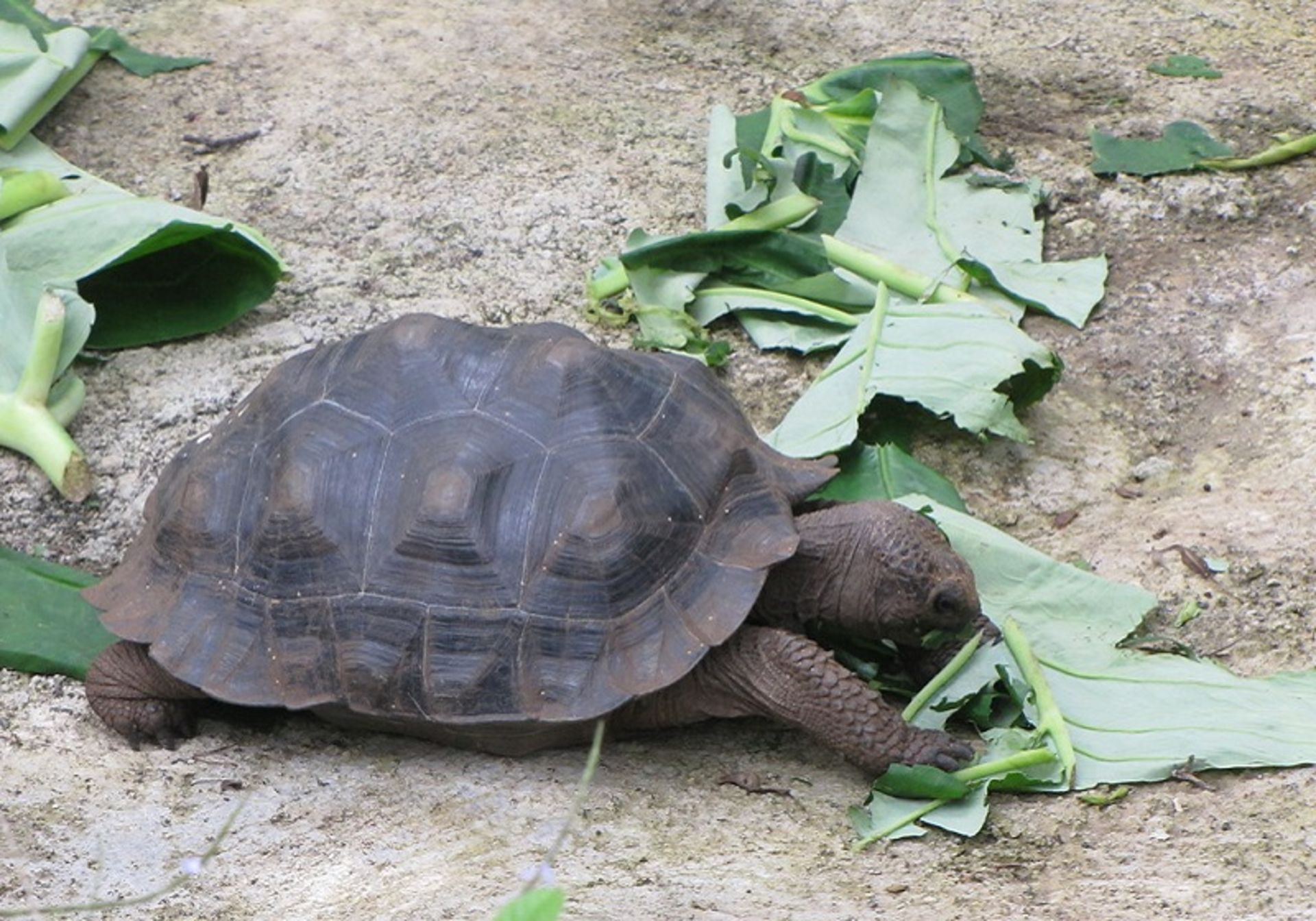 بچه لاکپشت در باغ وحش