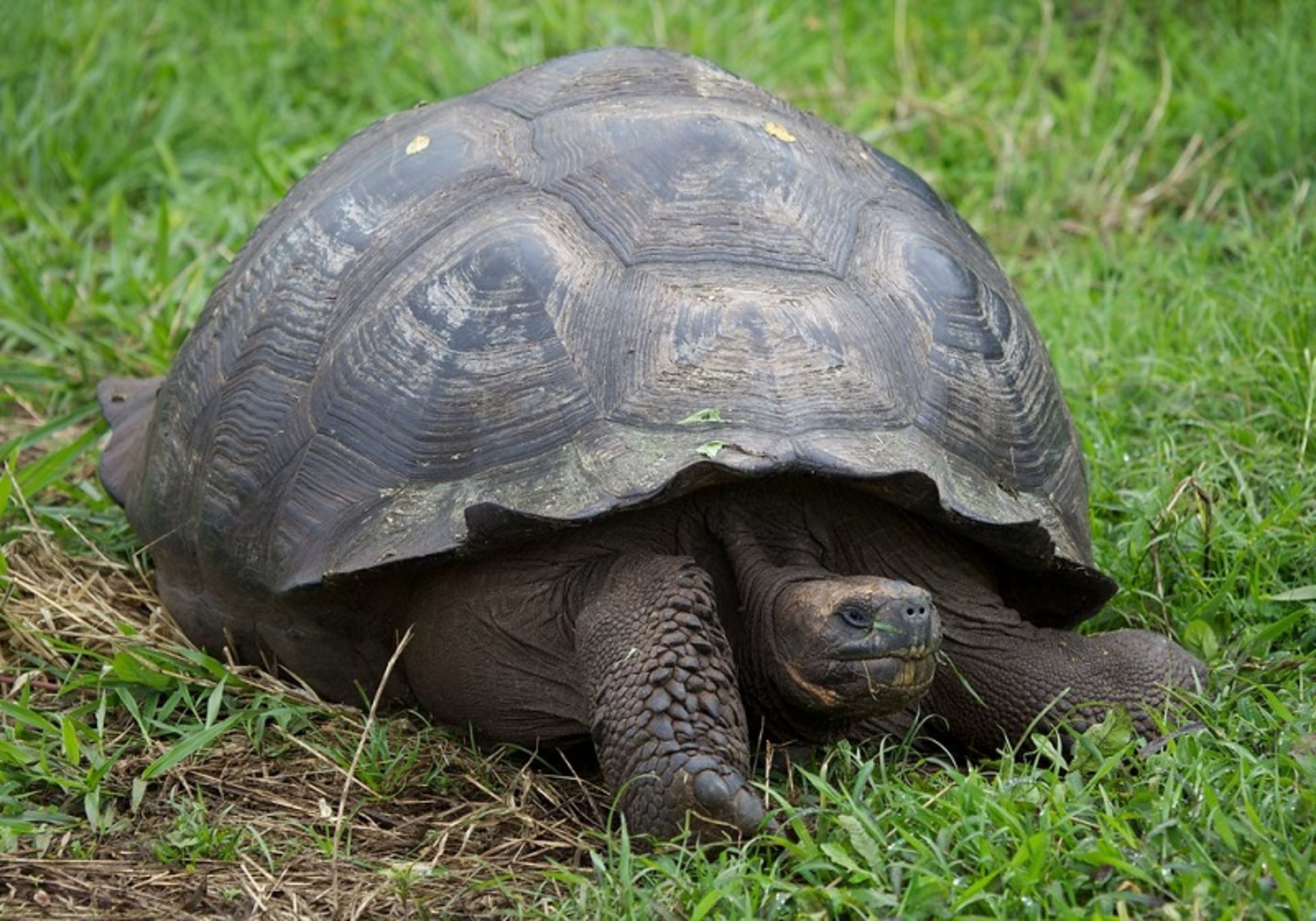 لاکپشت غول پیکر گالاپاگوس