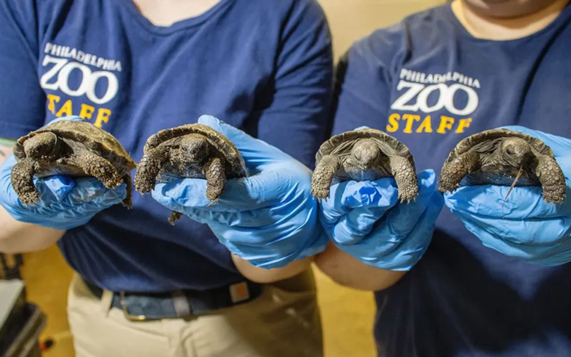 لاک پشت های گالاپاگوس