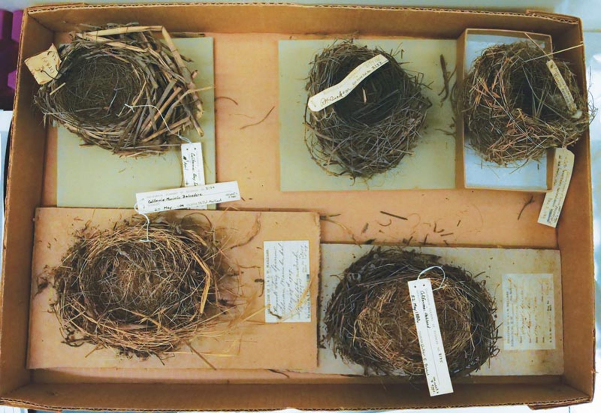 نمونه لانه های پرندگان 