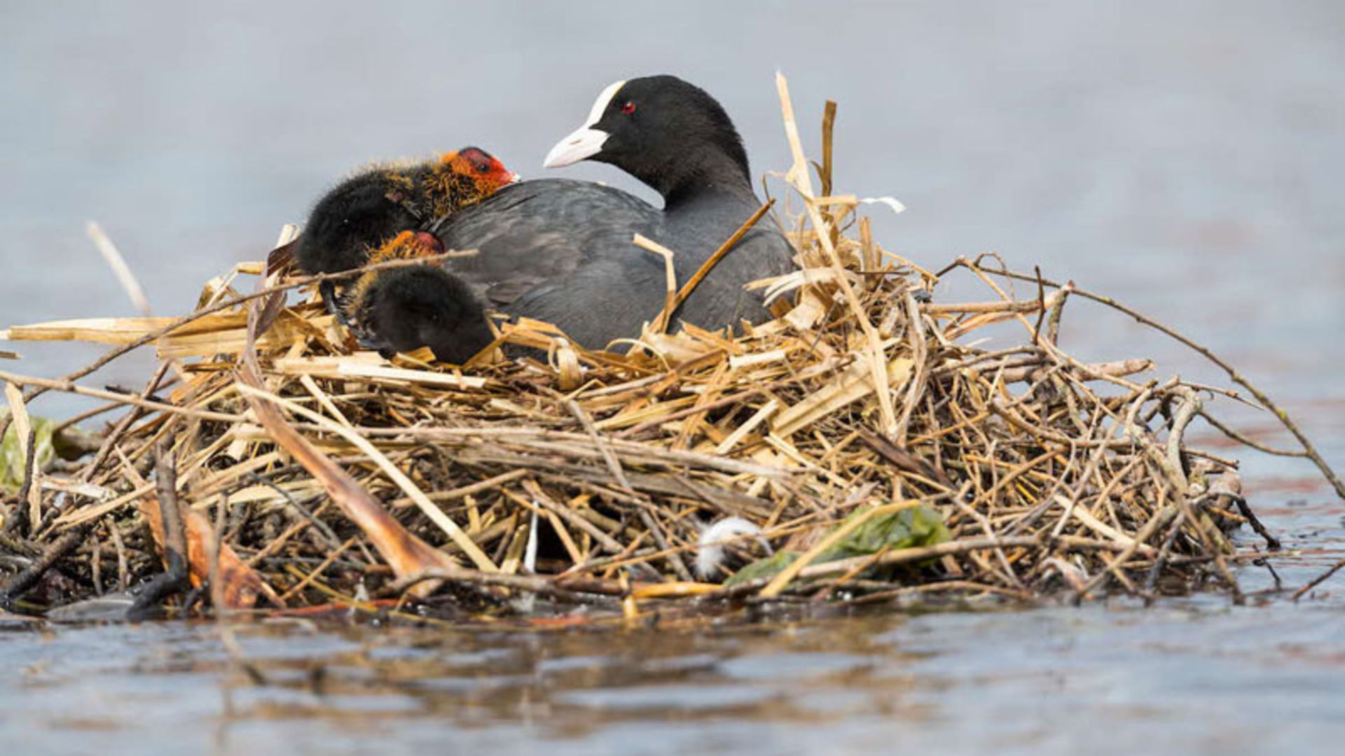 لانه پرنده چنگر با جوجه هایش 