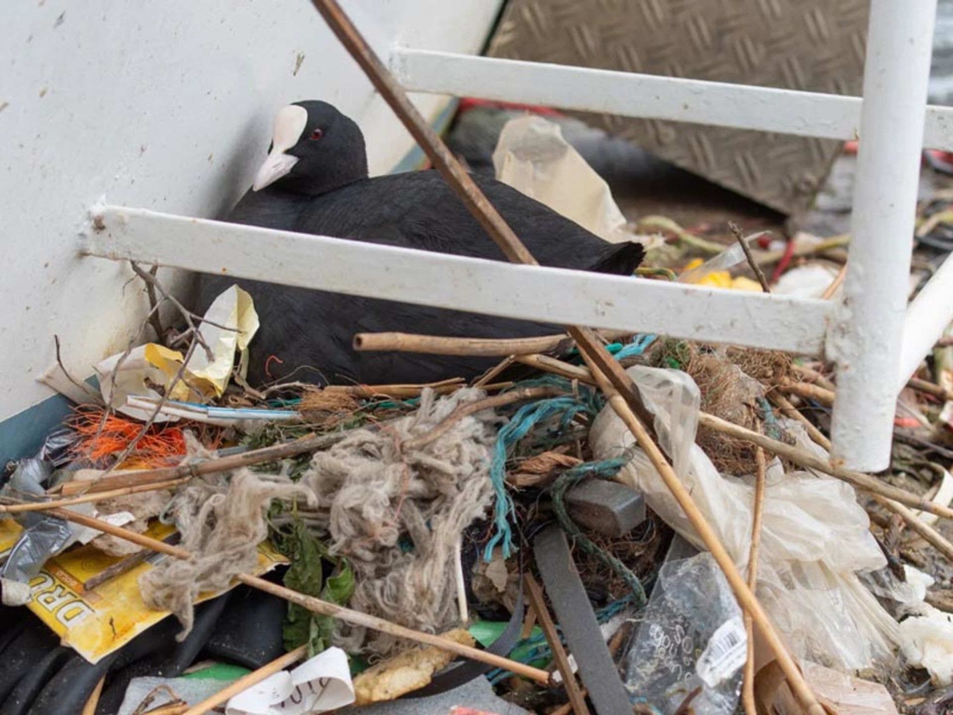 لانه پرنده چنگر با زباله های انسانی