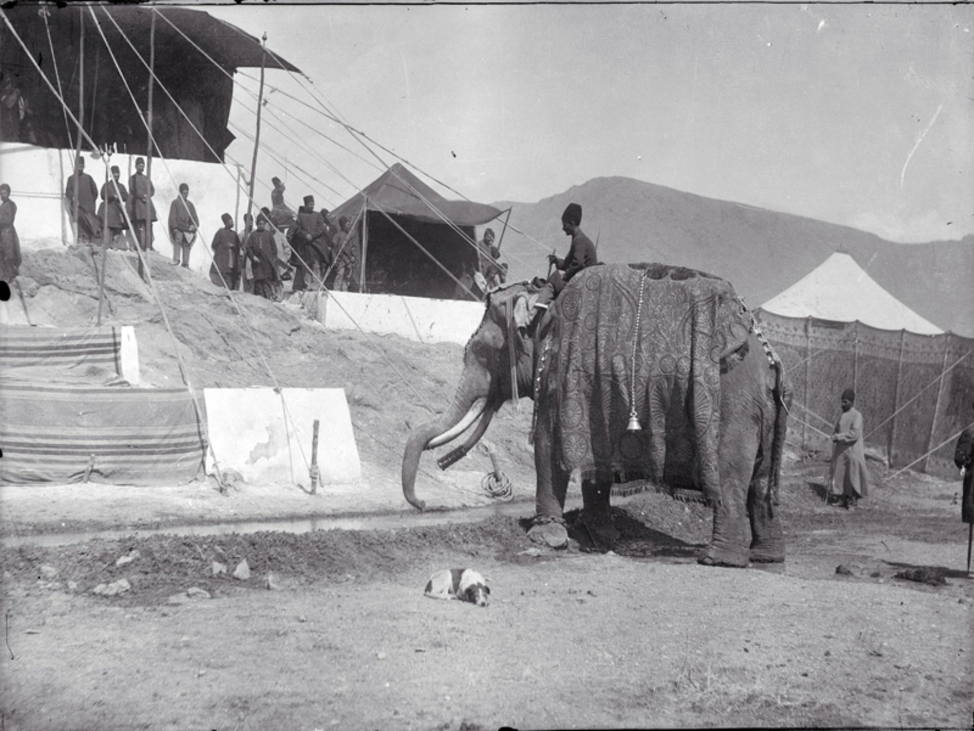 فیل در دوره قاجار