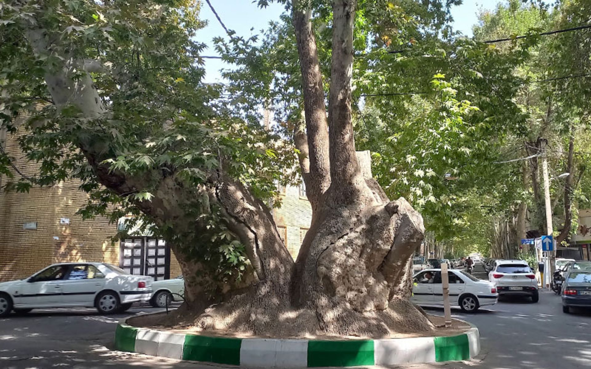 میدان چنار محلات