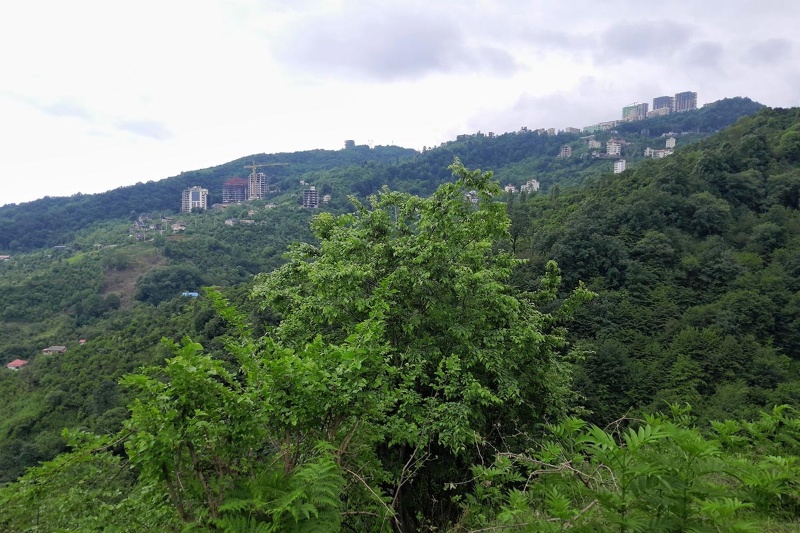 اربکله رامسر؛ بهشتی در دل جنگل و ابرها 2