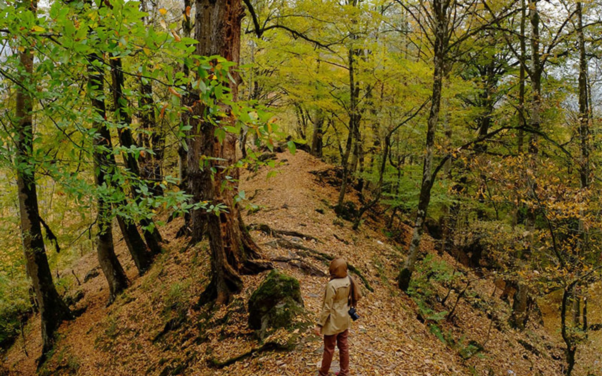 جنگل عباس آباد در پاییز