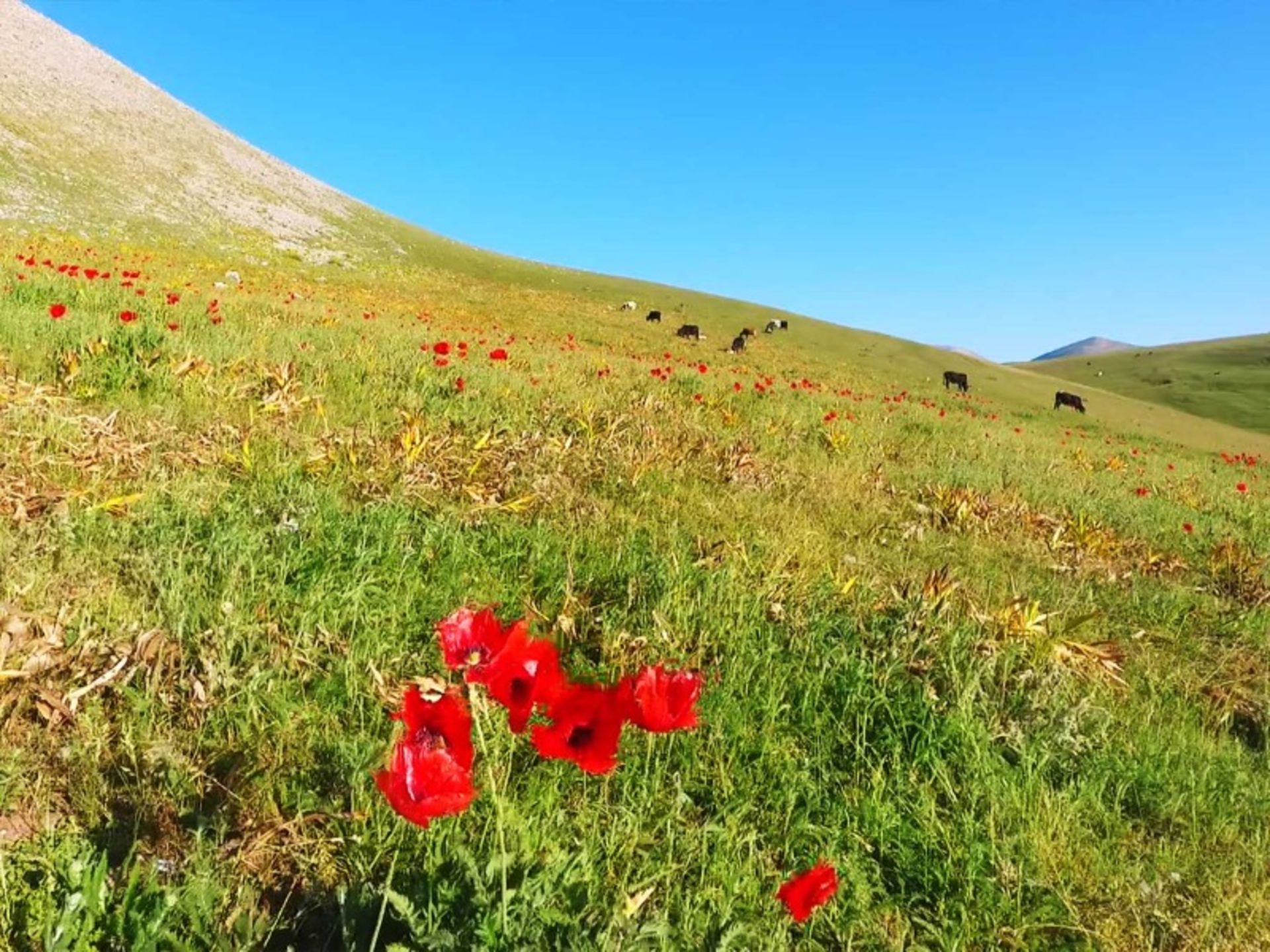 ییلاق آلاله پشته