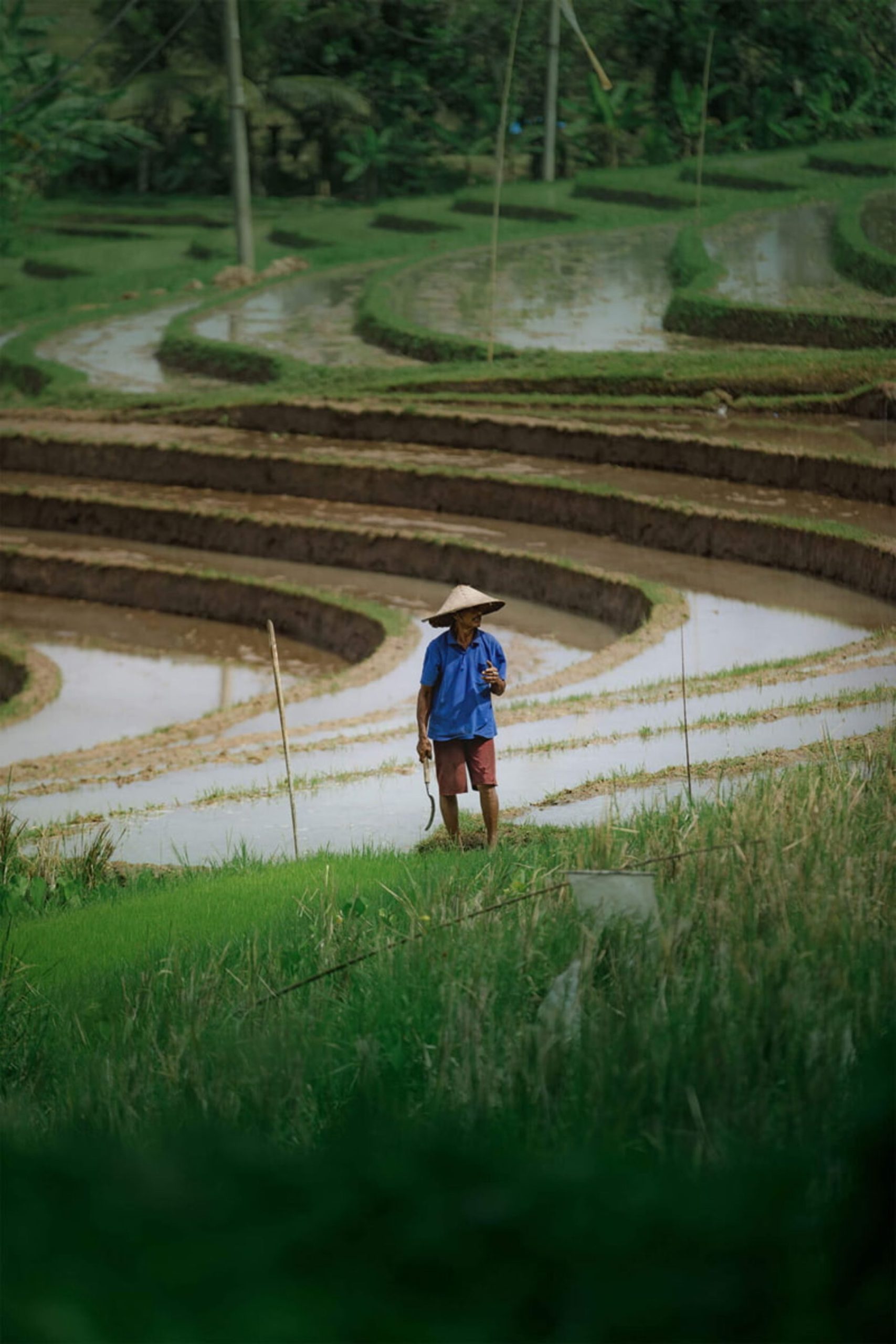 کشاورز با کلاه سنتی در شالیزار