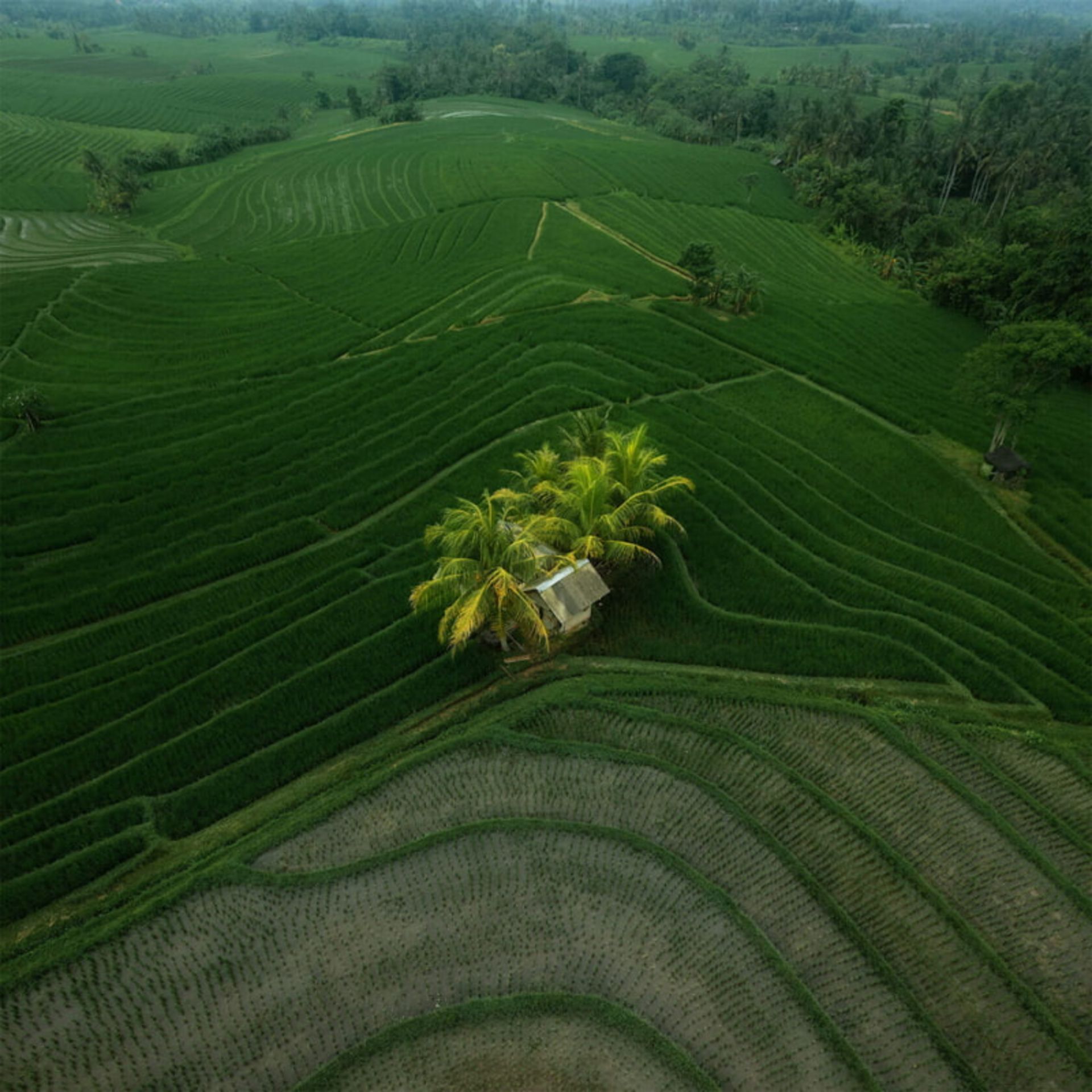 کلبه‌ ای کوچک در میان شالیزارهای سبز پلکانی