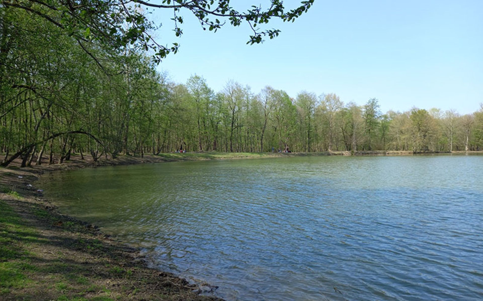 درختان دریاچه جوربند