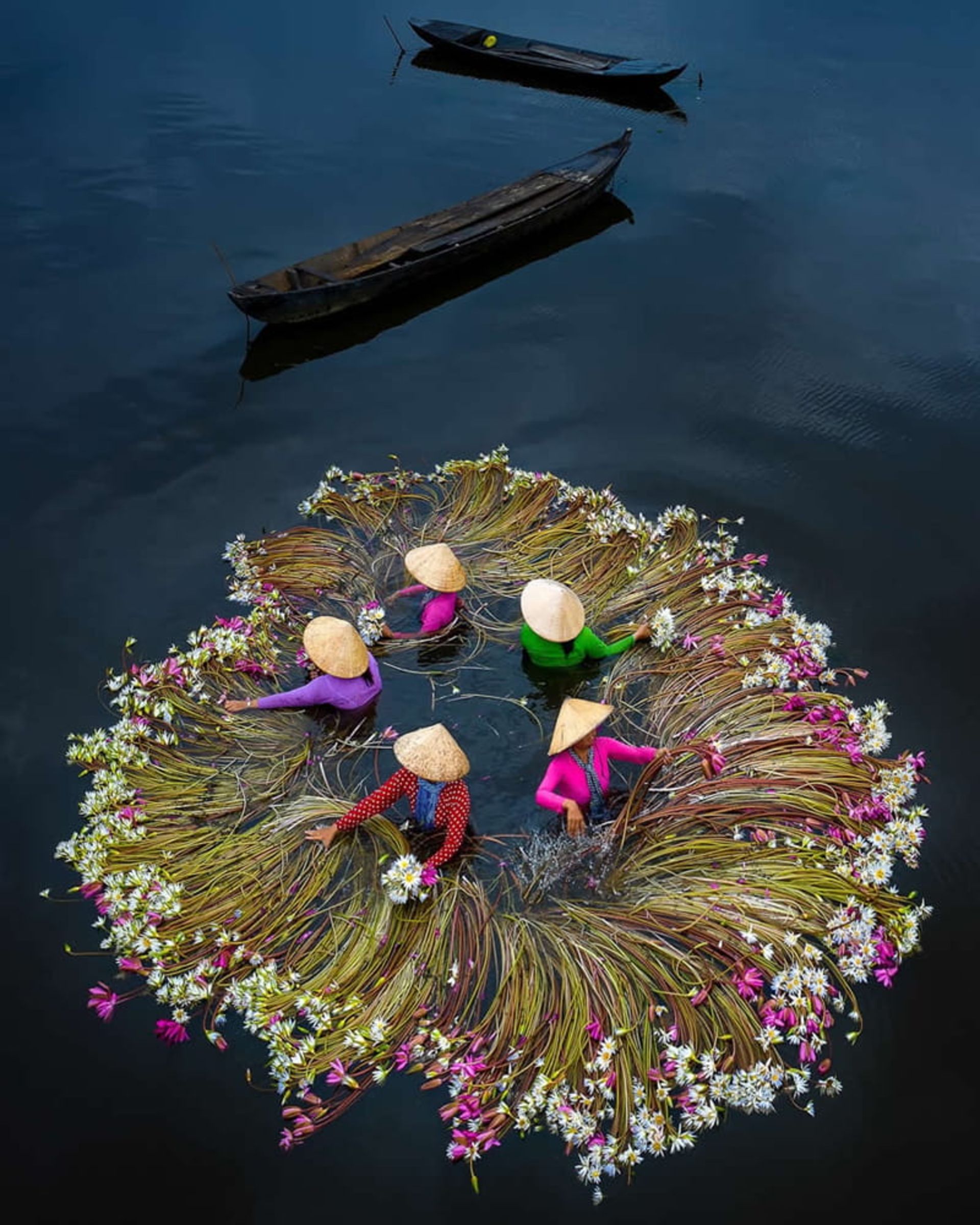 برداشت نیلوفر آبی توسط کارگران ویتنامی