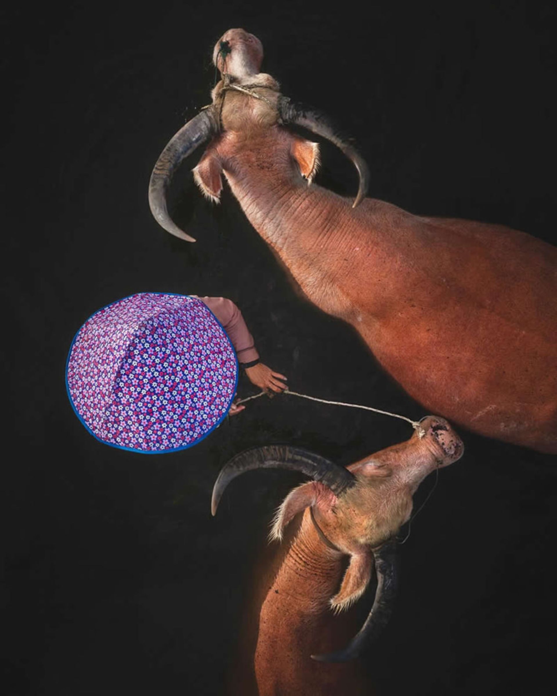 کارگر ویتنامی و گاومیش‌ های شاخ‌ دار