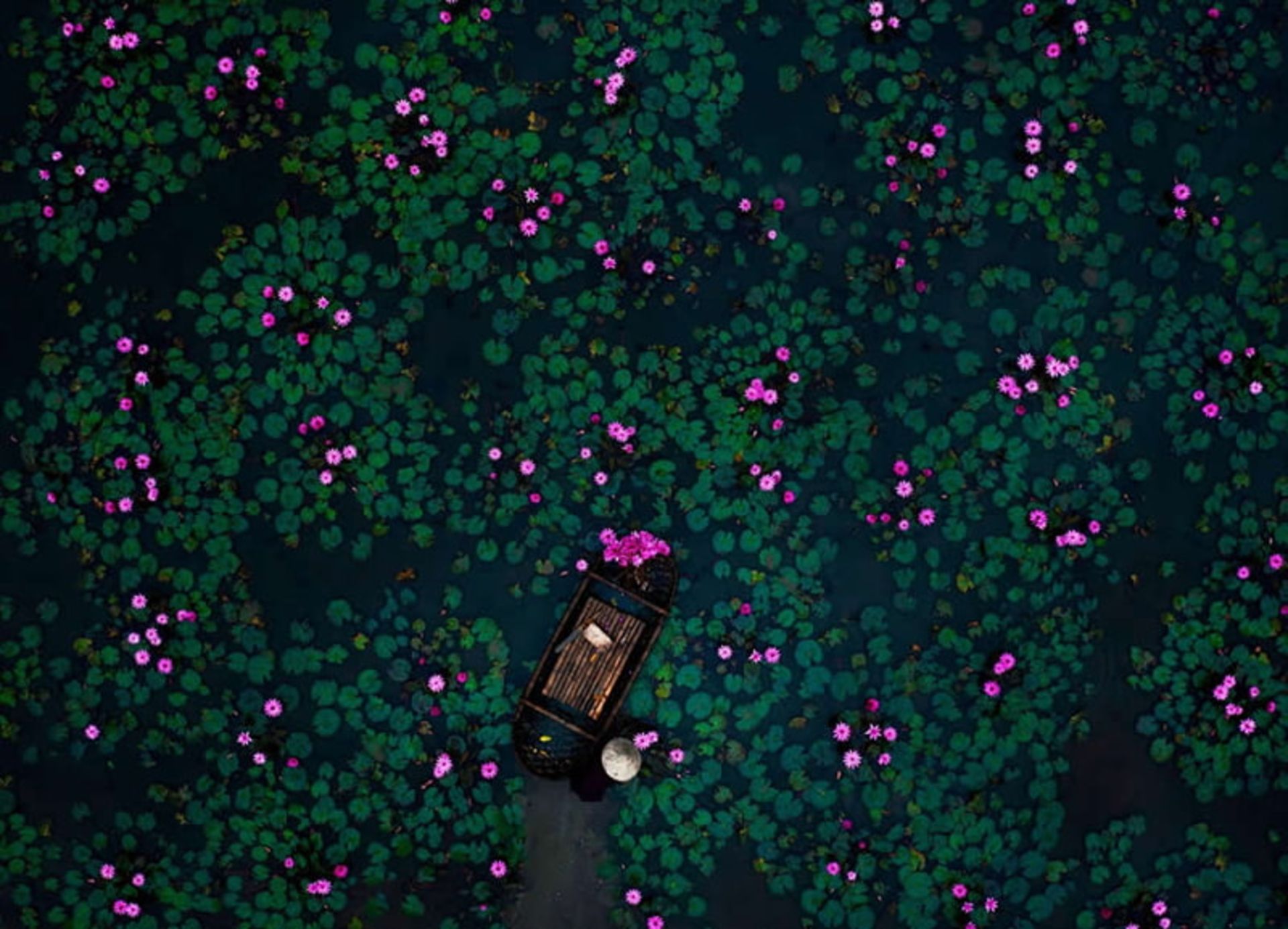 قایق ویتنامی و نیلوفرهای آبی