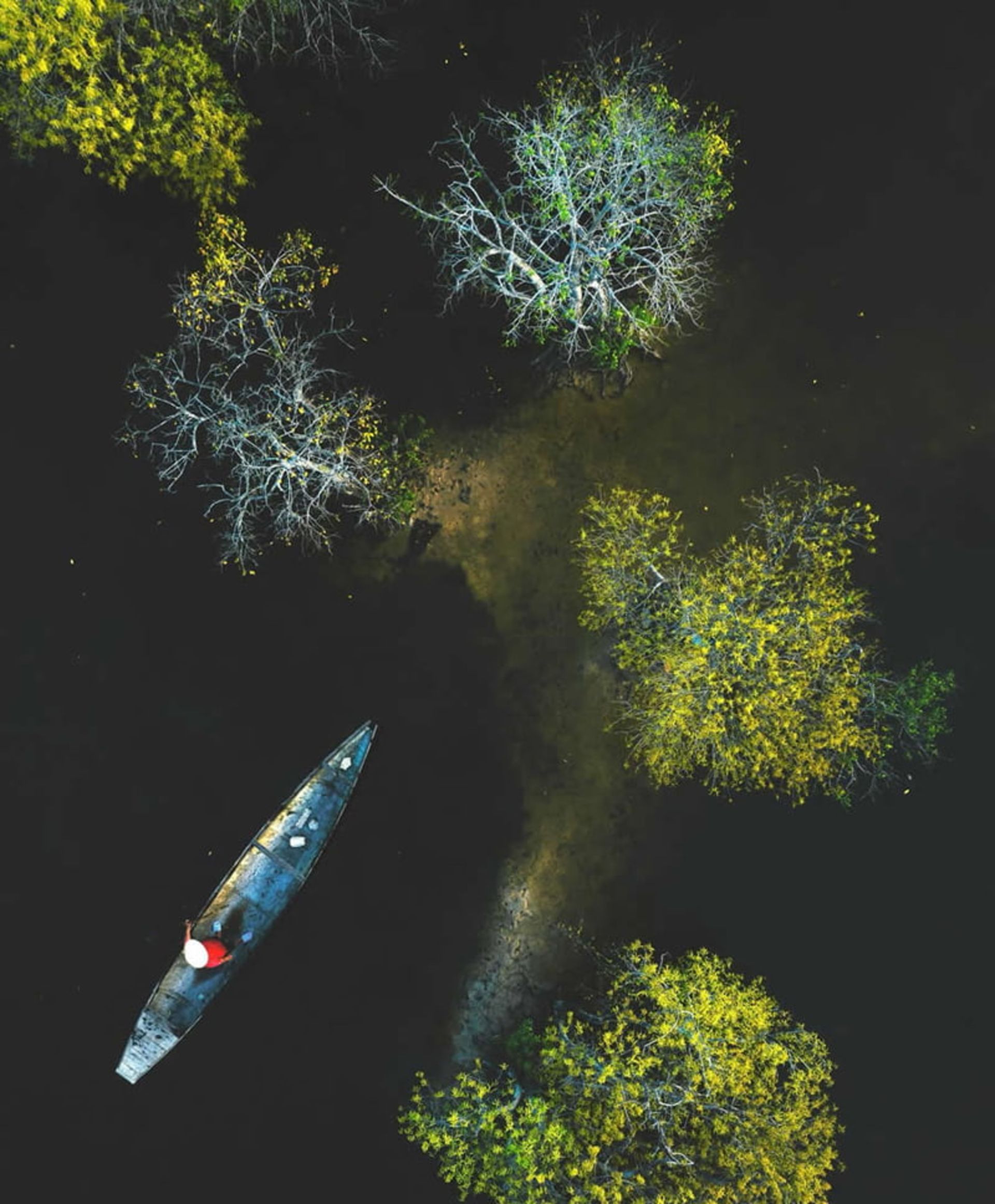 قایق ویتنامی در میان درختان