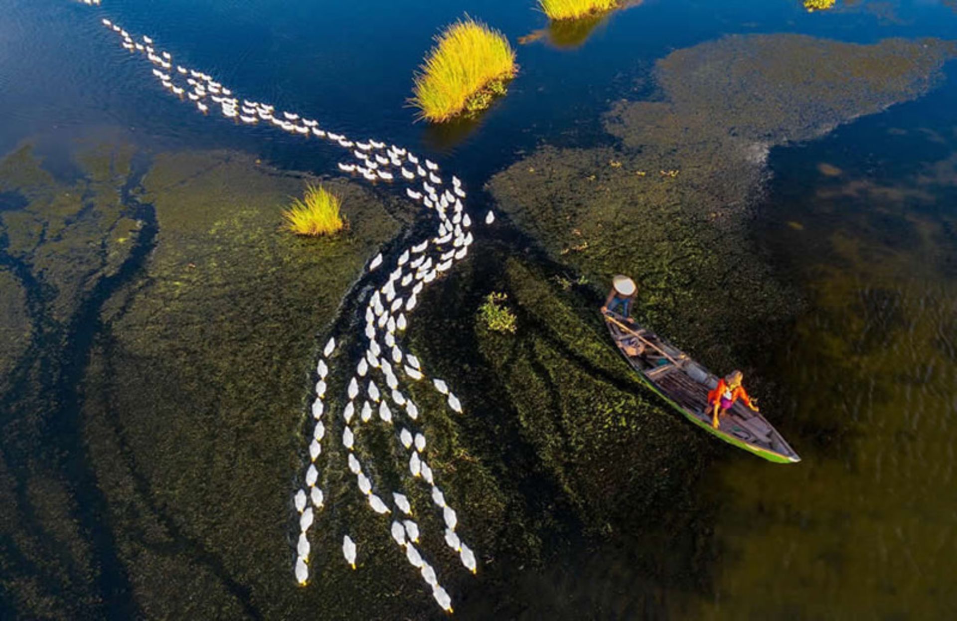 قایق ویتنامی و اردک‌ ها در آب