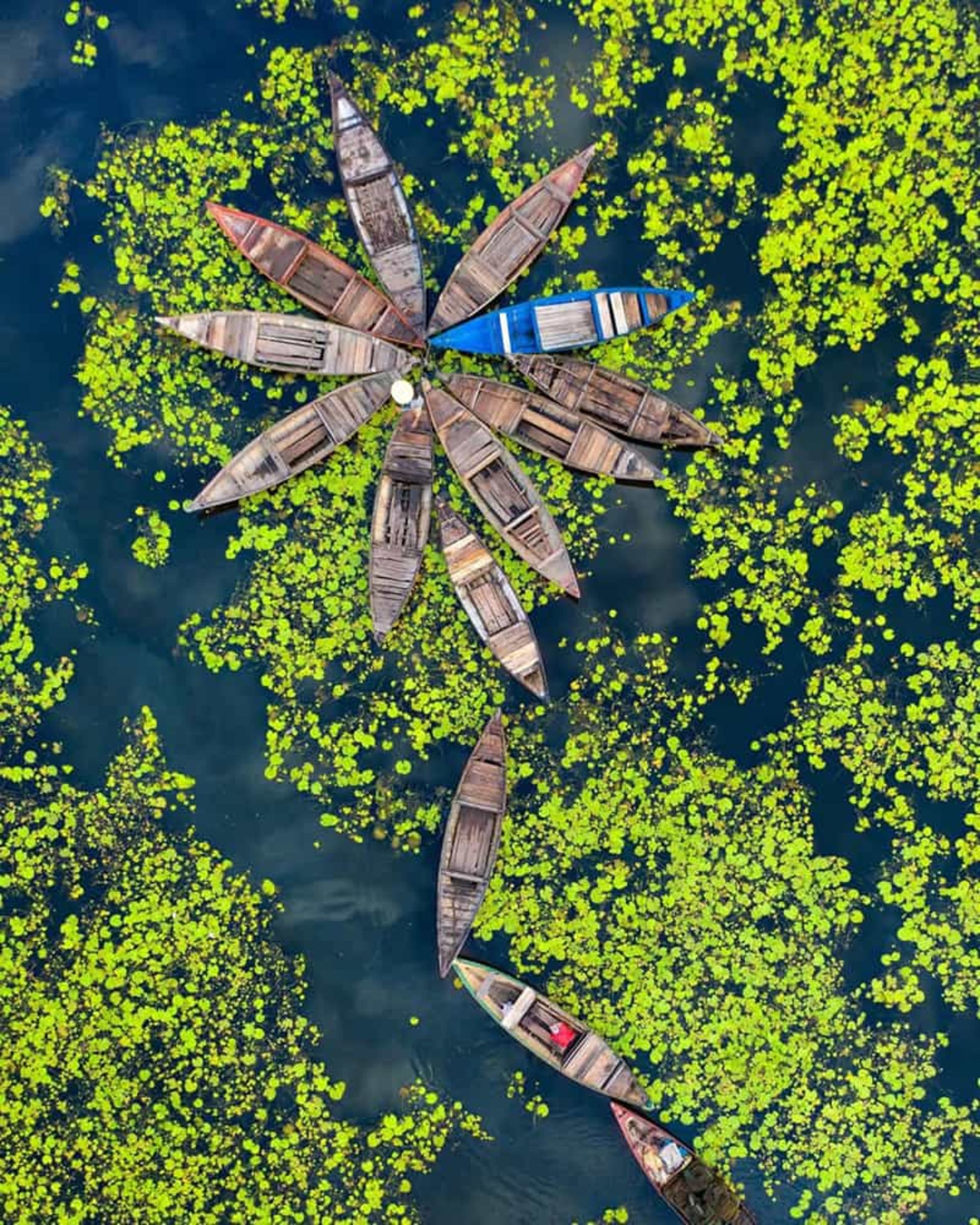 قایق‌ های ویتنامی در مرداب سبز