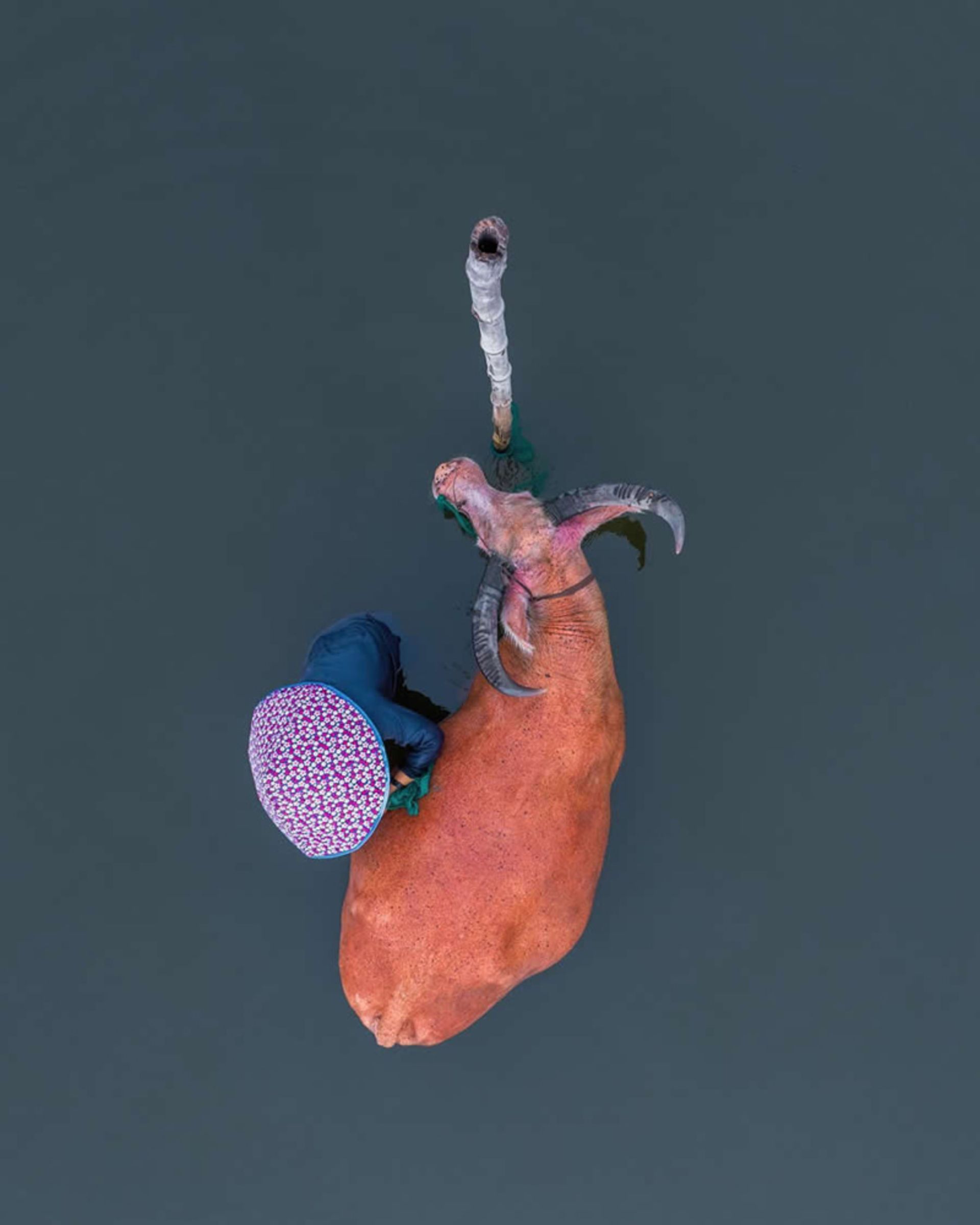 کارگر ویتنامی در کنار گاومیش