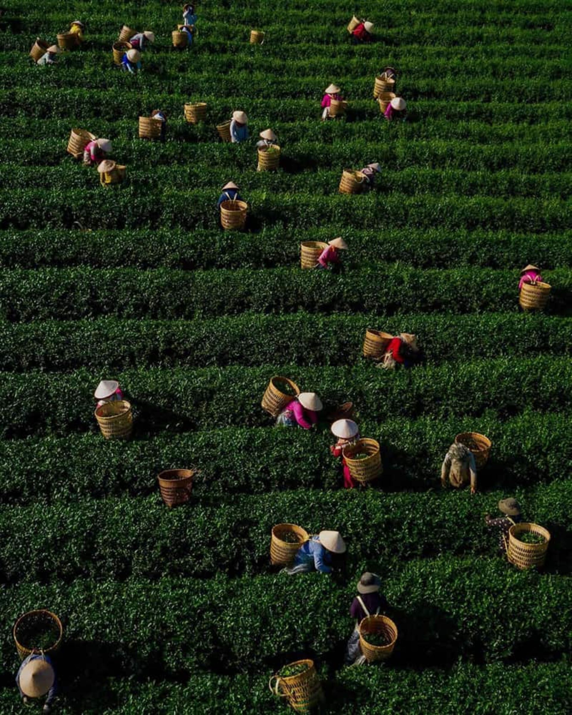 کارگران ویتنامی در مزرعه چای