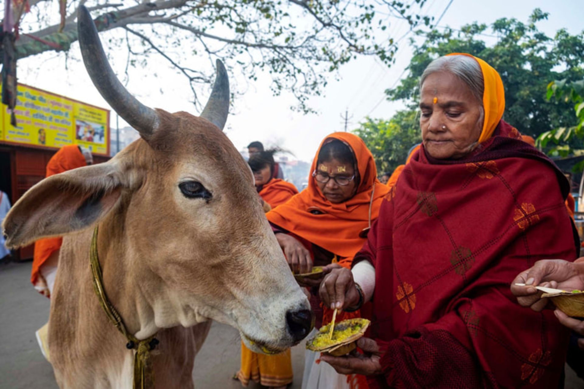 دو زن هندی در کنار گاو مقدس