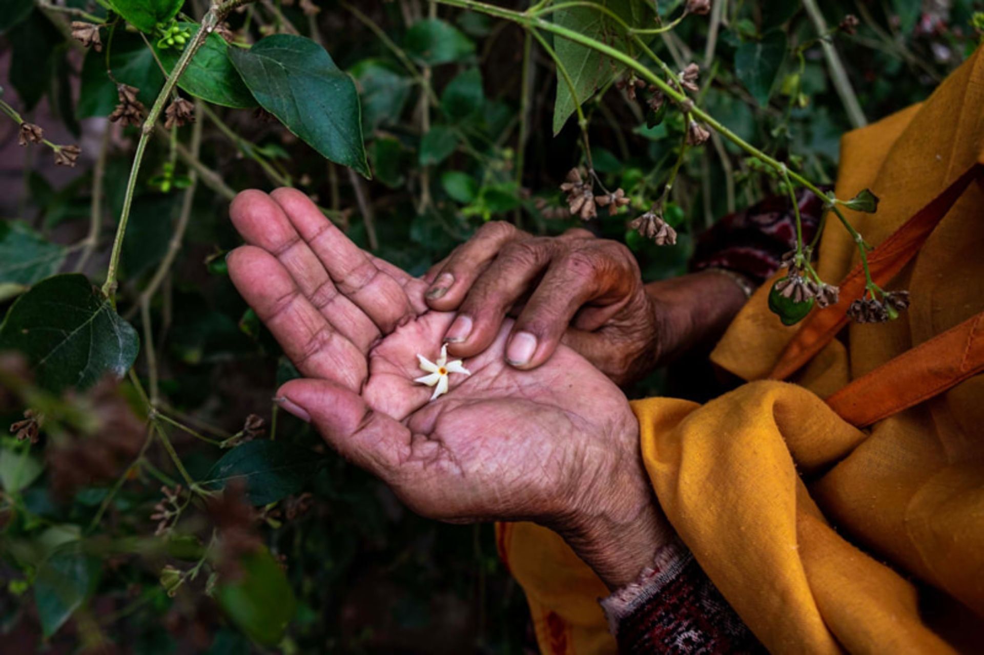گلی در دستان بیوه هندی