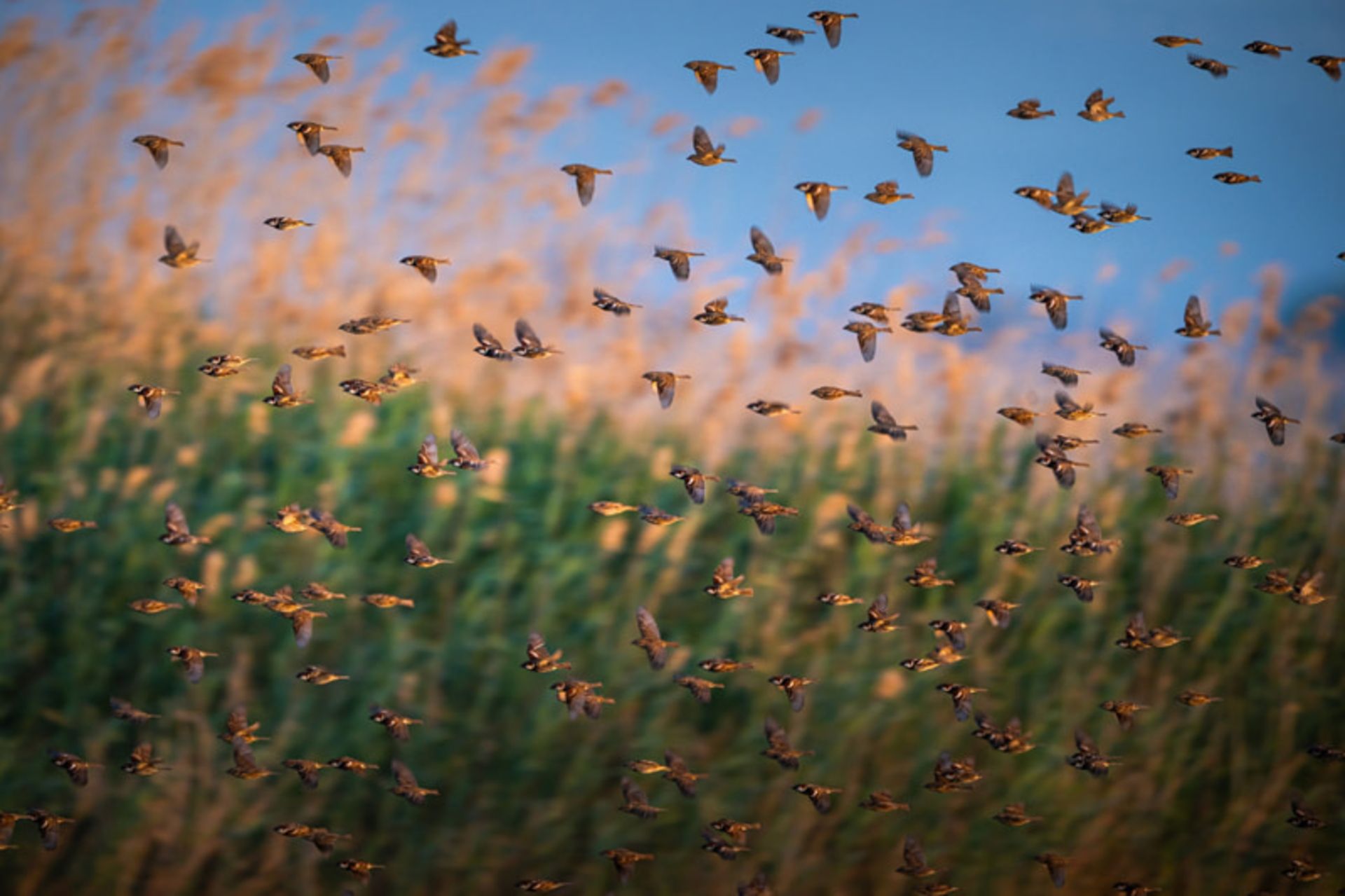 گنجشک‌ های بیدی، یکی از گونه‌ های پرندگان مهاجر در بورسای ترکیه