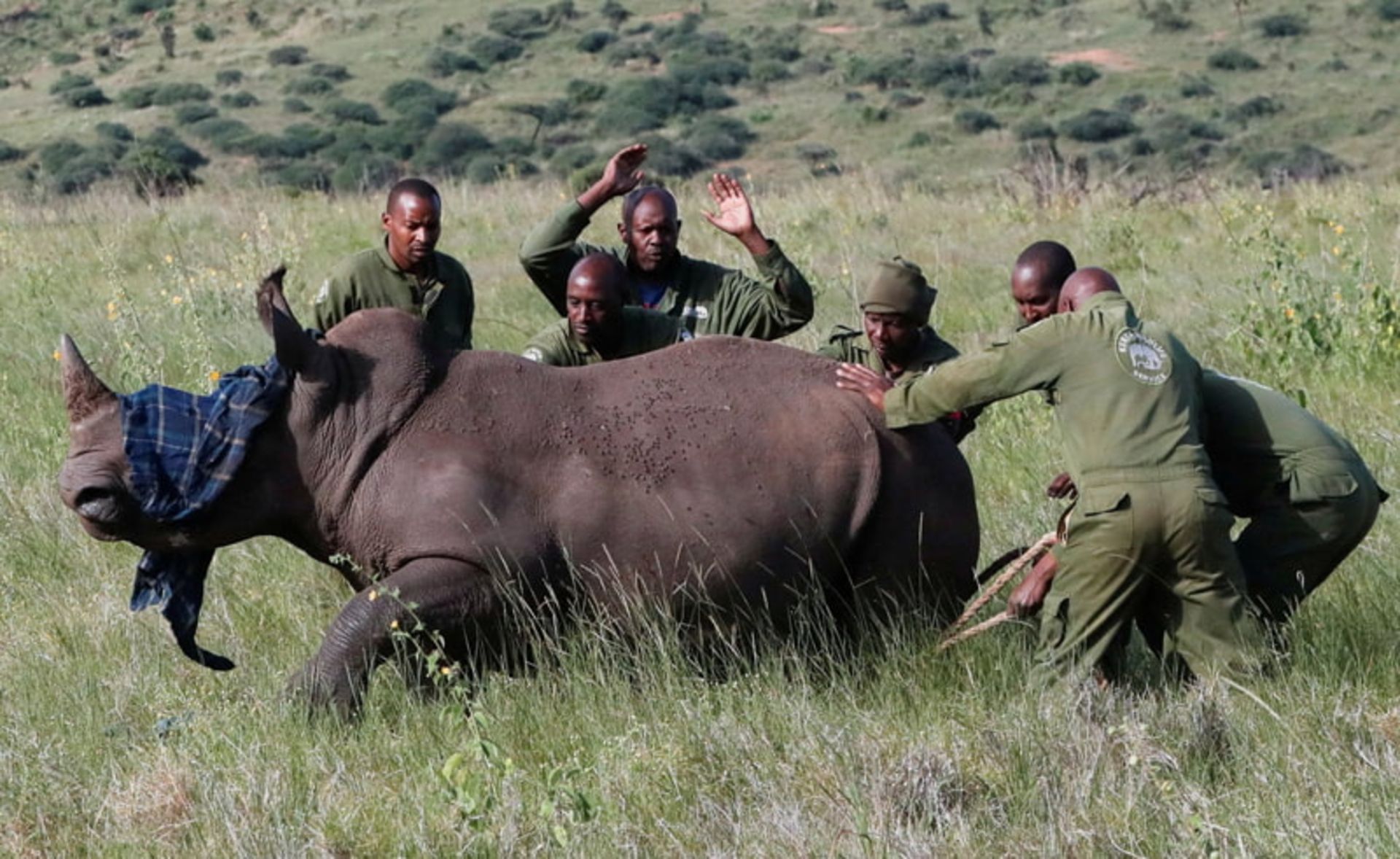 علامت‌ گذاری گوش کرگدن در حفاظتگاه حیات وحش لووا، کنیا
