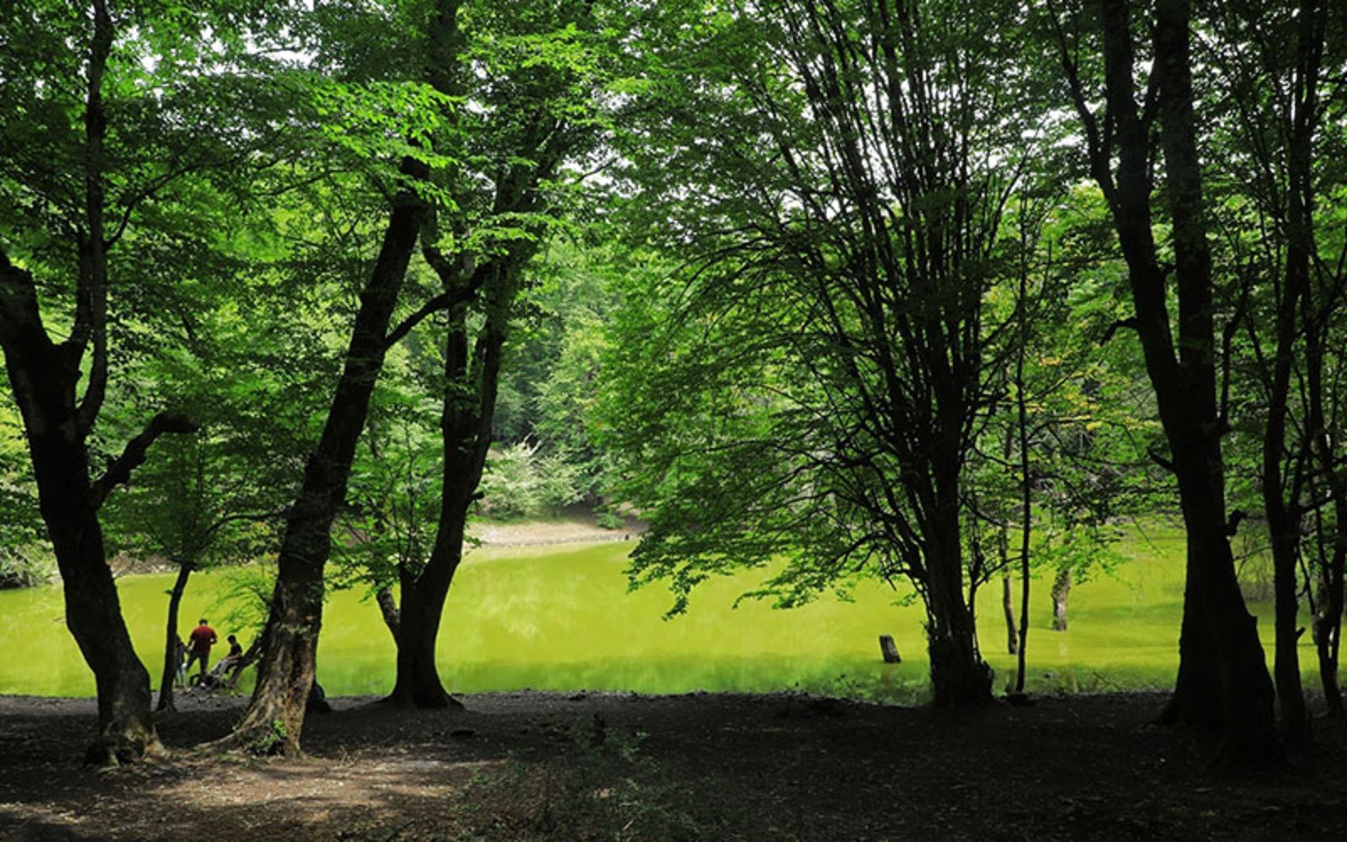 مرداب هسل در بهار