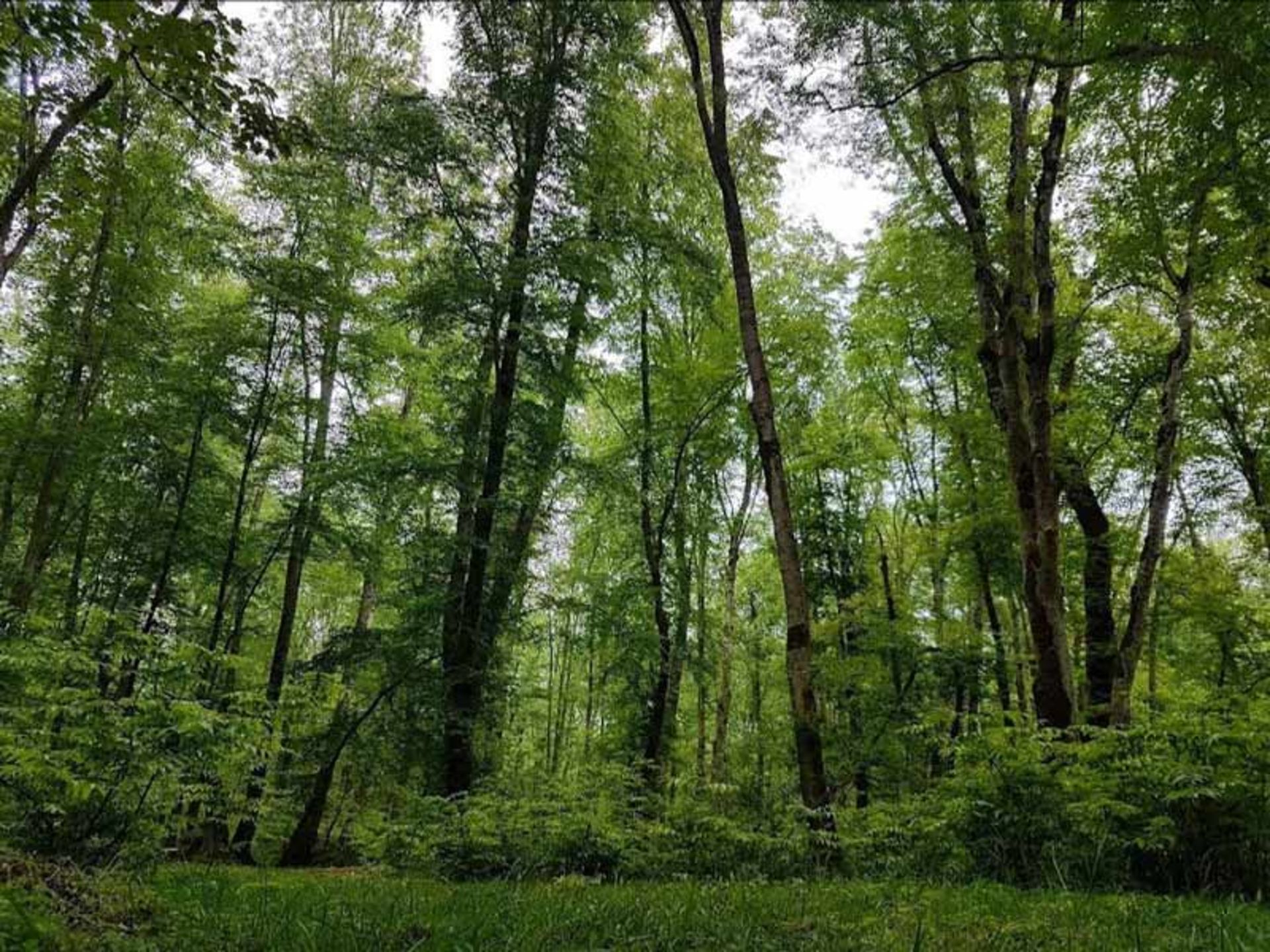 درختان پارک جنگلی نور