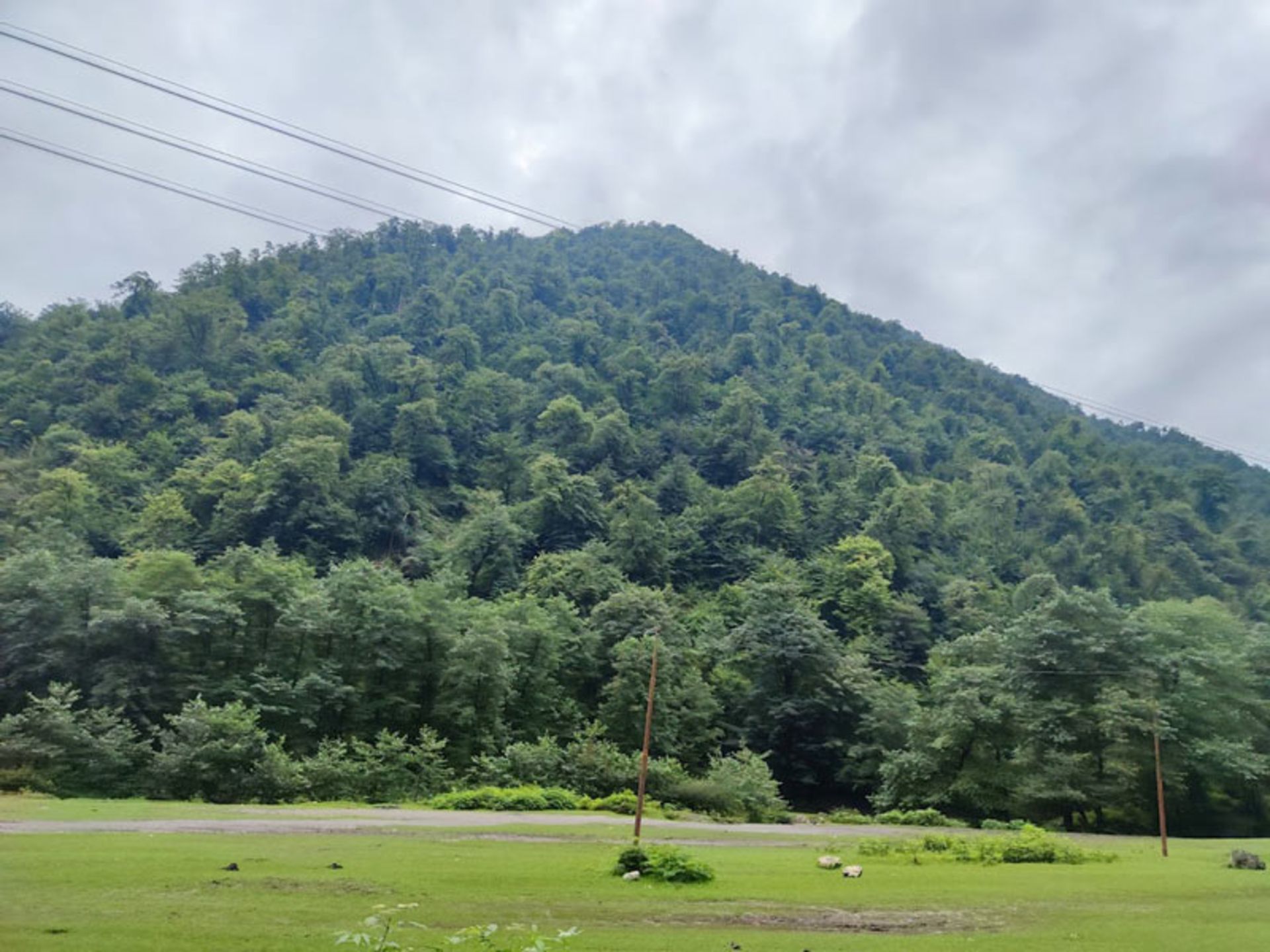 پوشش سبز جنگل واز