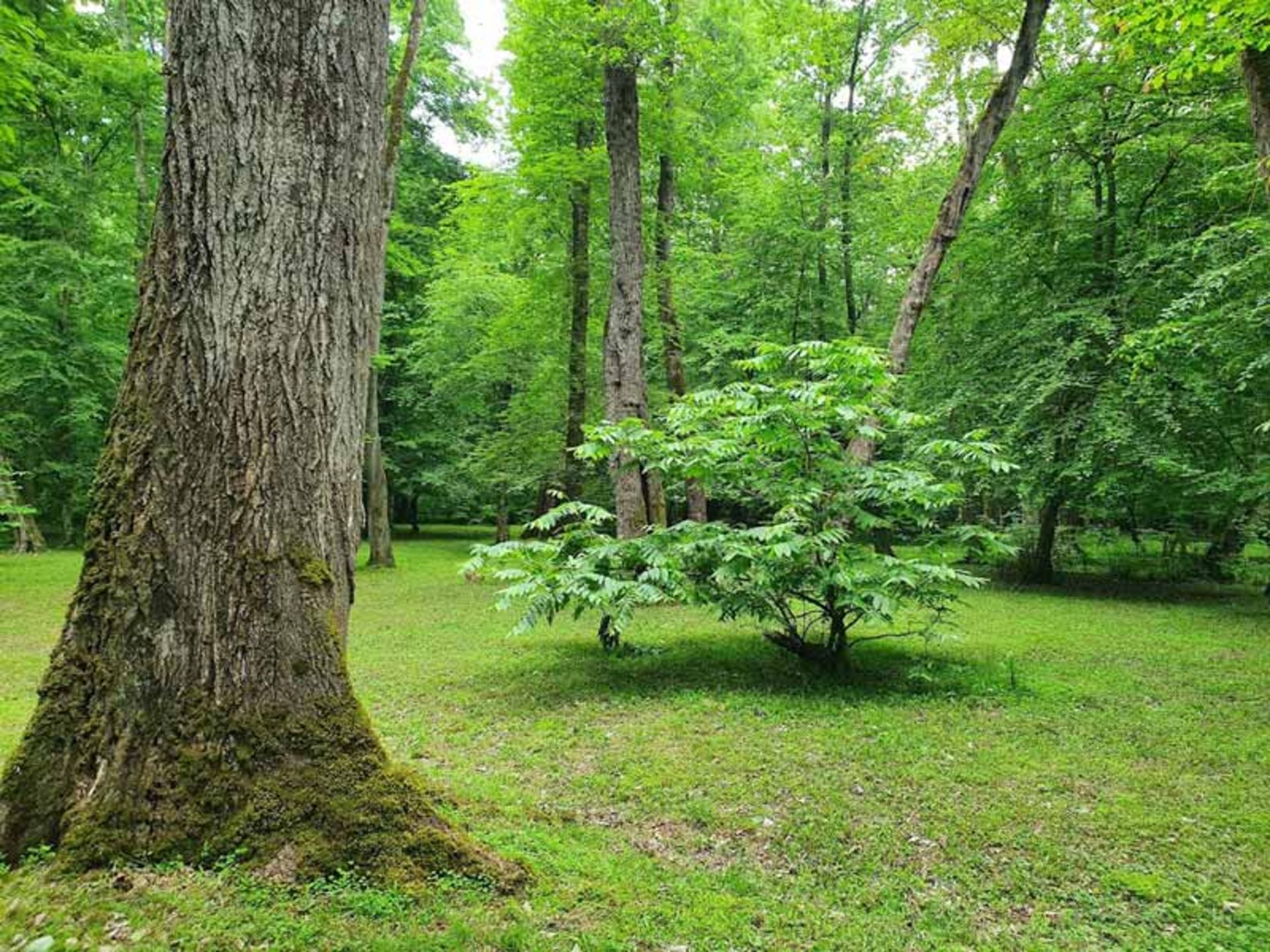 درختان پارک جنگلی کشپل