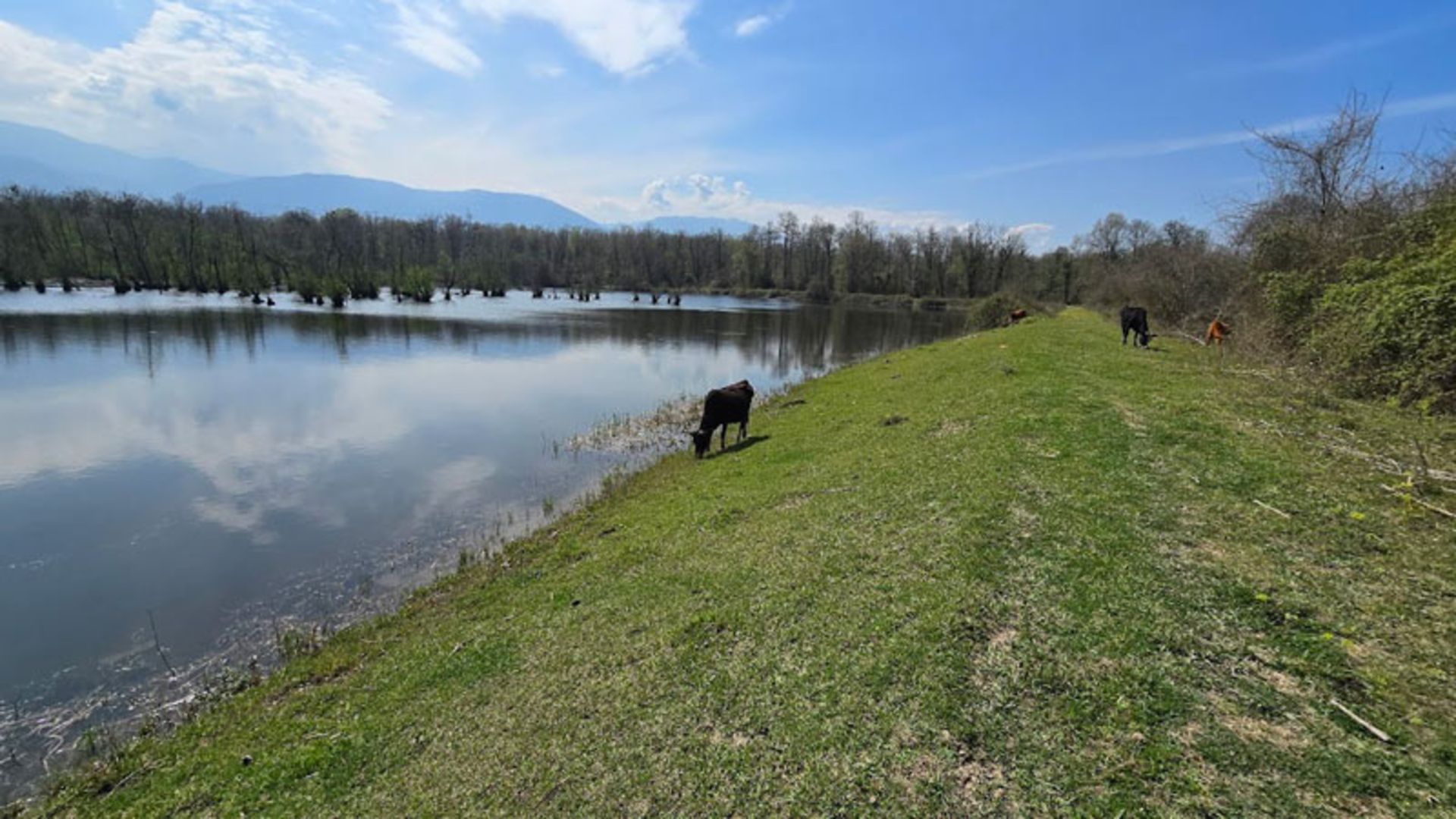 طبیعت آبگیر دارجار