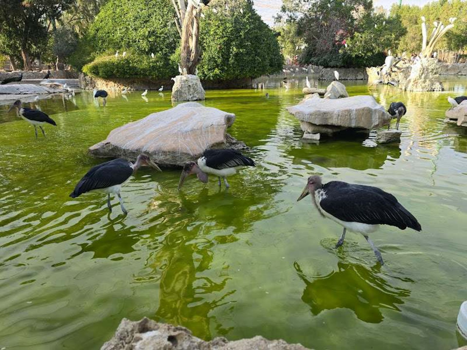 حیوانات باغ پرندگان کیش