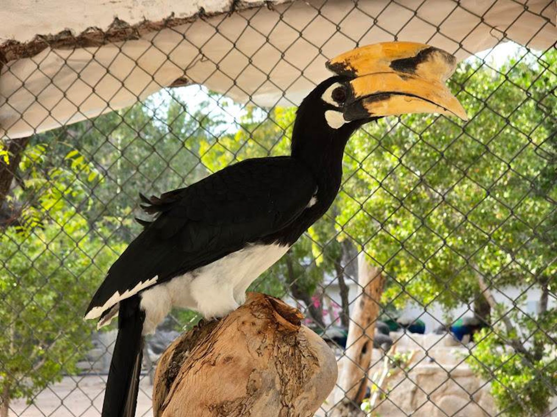 طوطی باغ پرندگان کیش