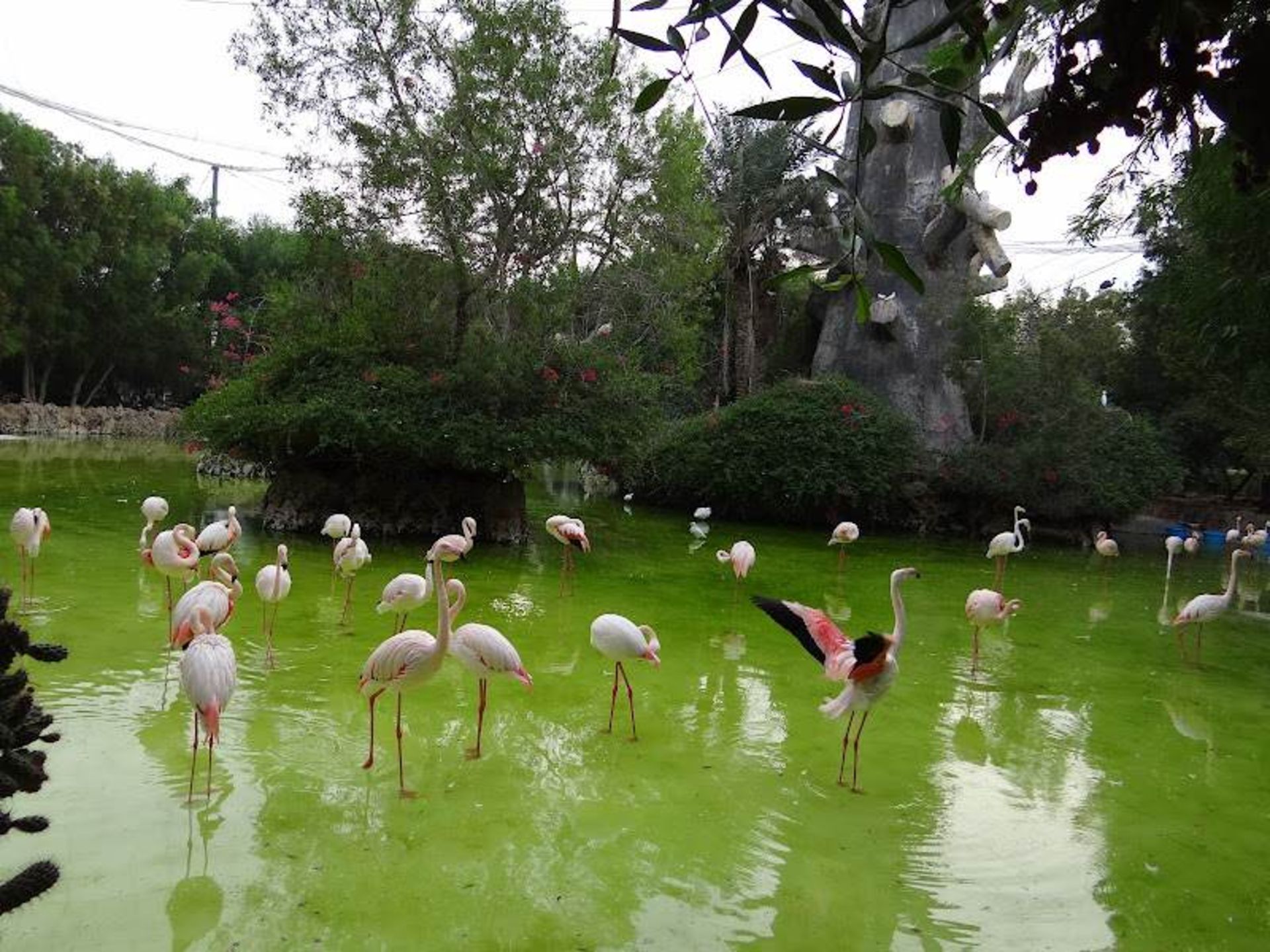 لک لک ها در باغ پرندگان کیش