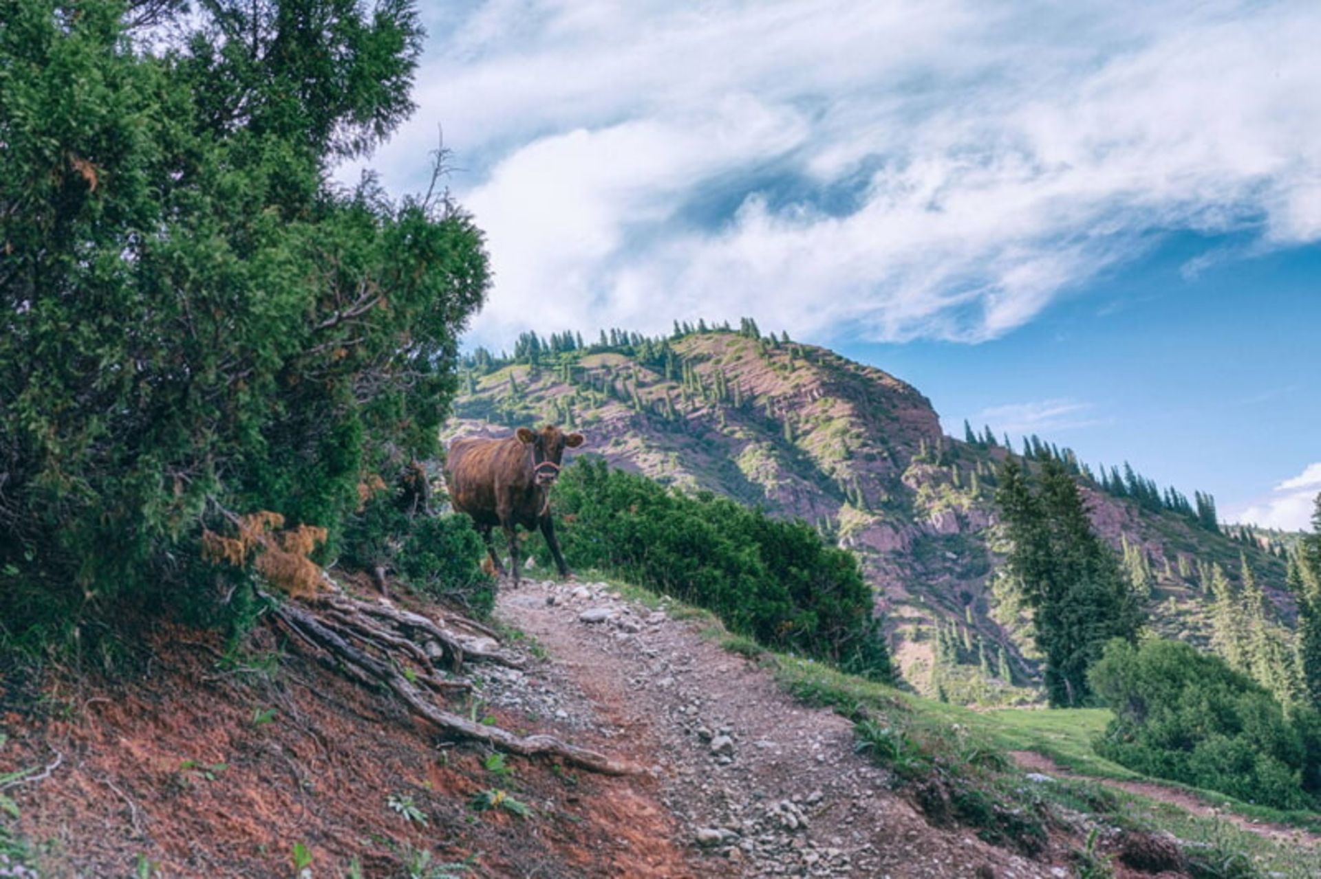 منطقه کوهستانی قرقیزستان