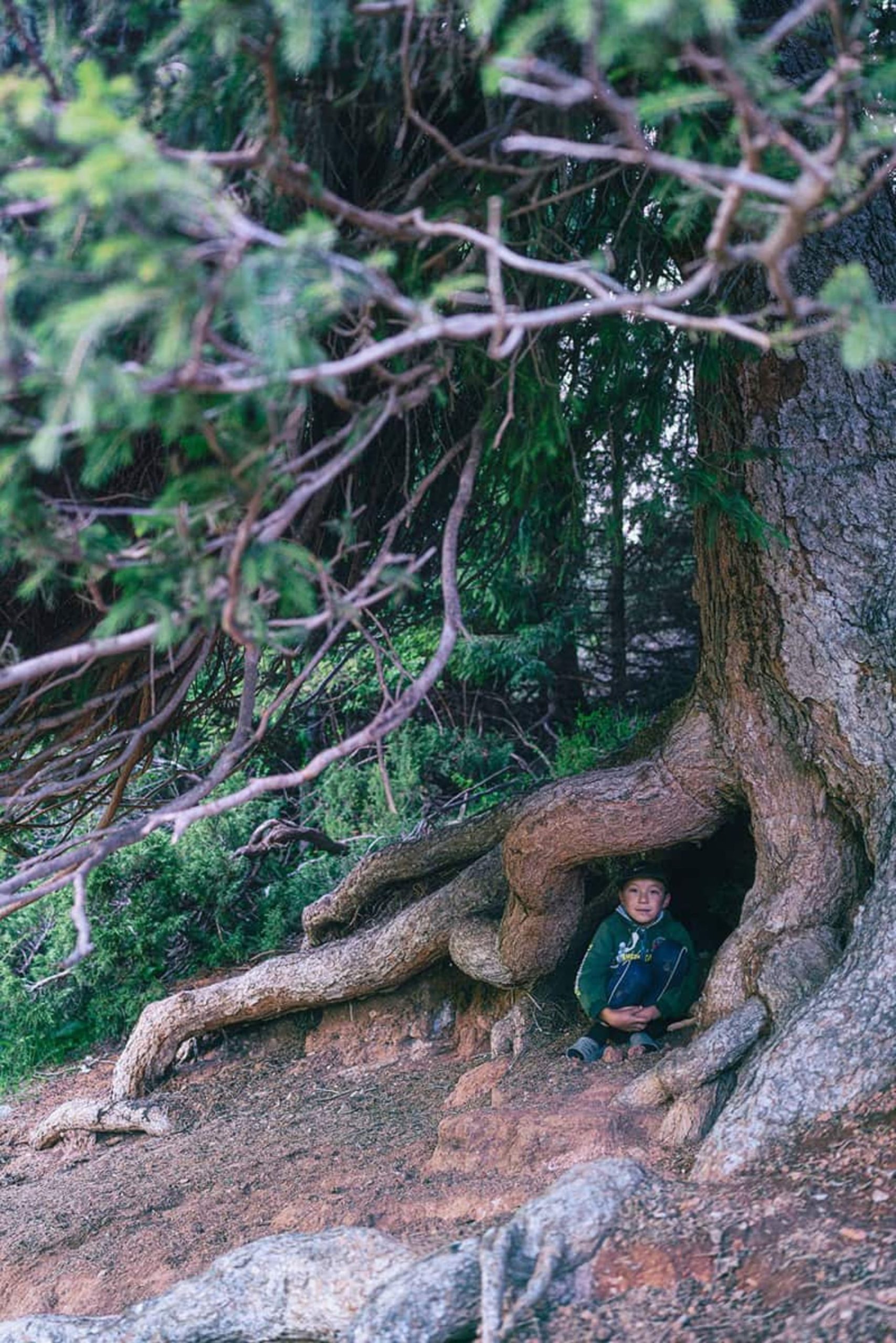 کودک قرقیزستانی در میان درخت کهنسال 