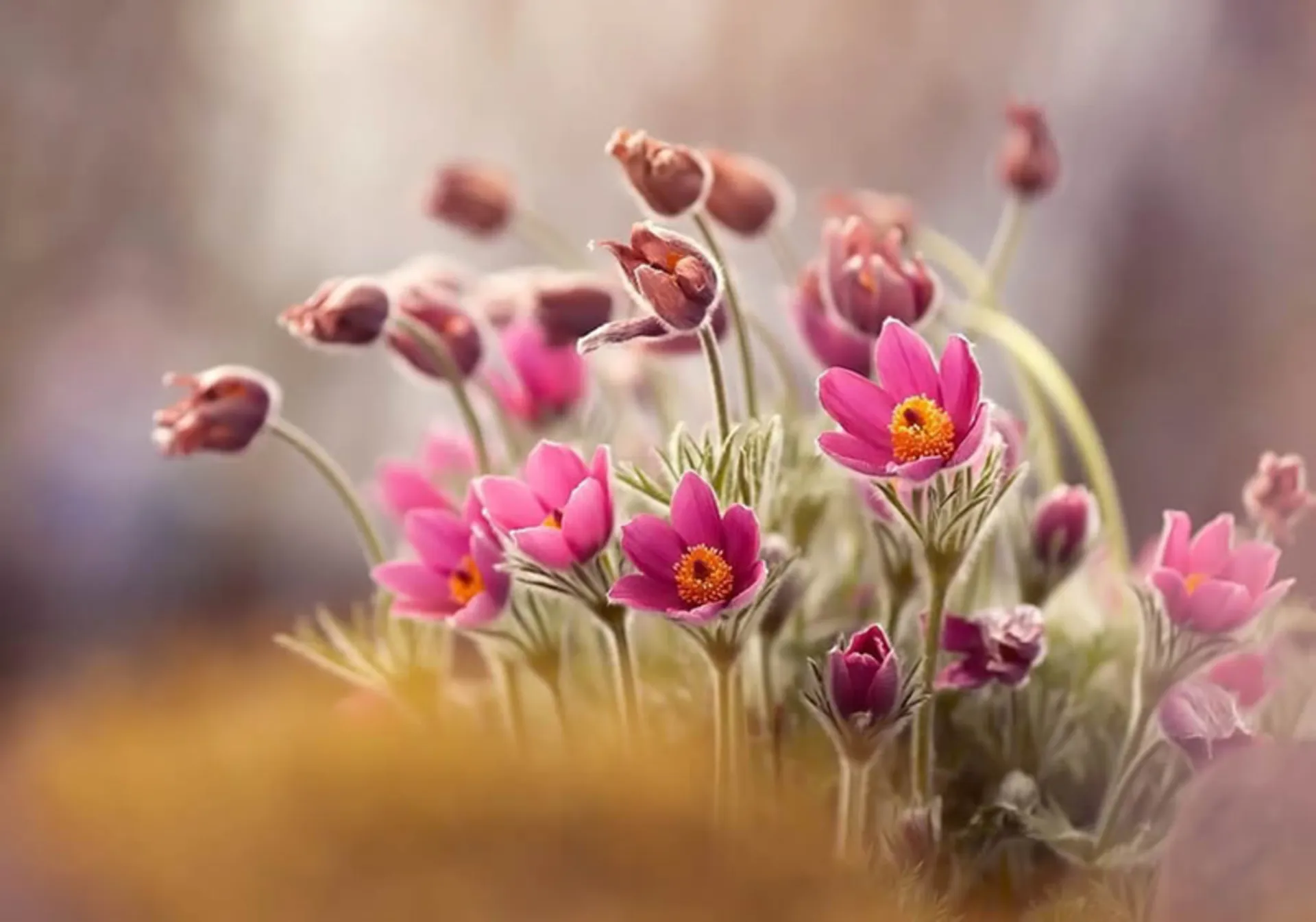 گل های قرمز وحشی