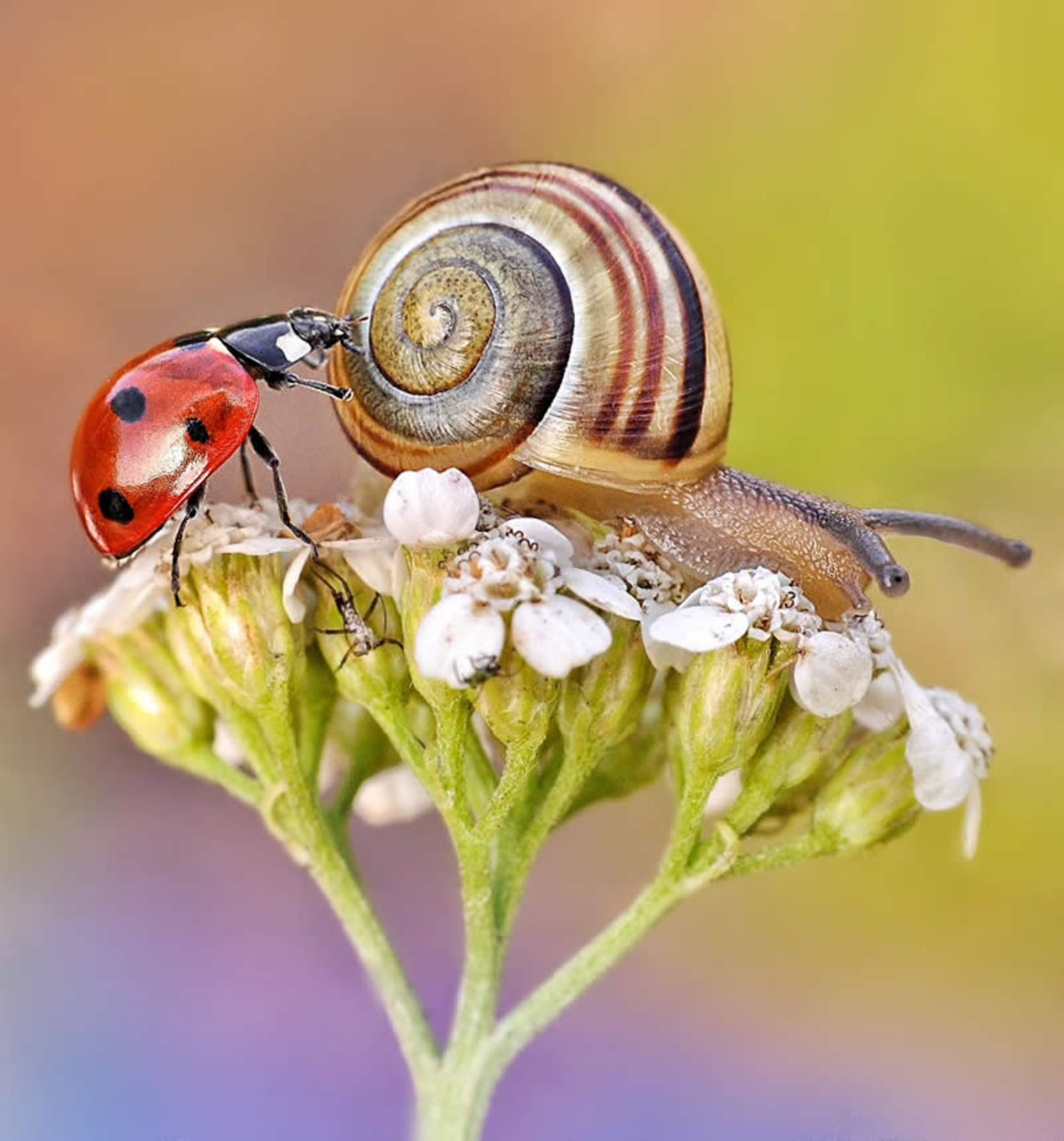 حلزون و کفشدوزک