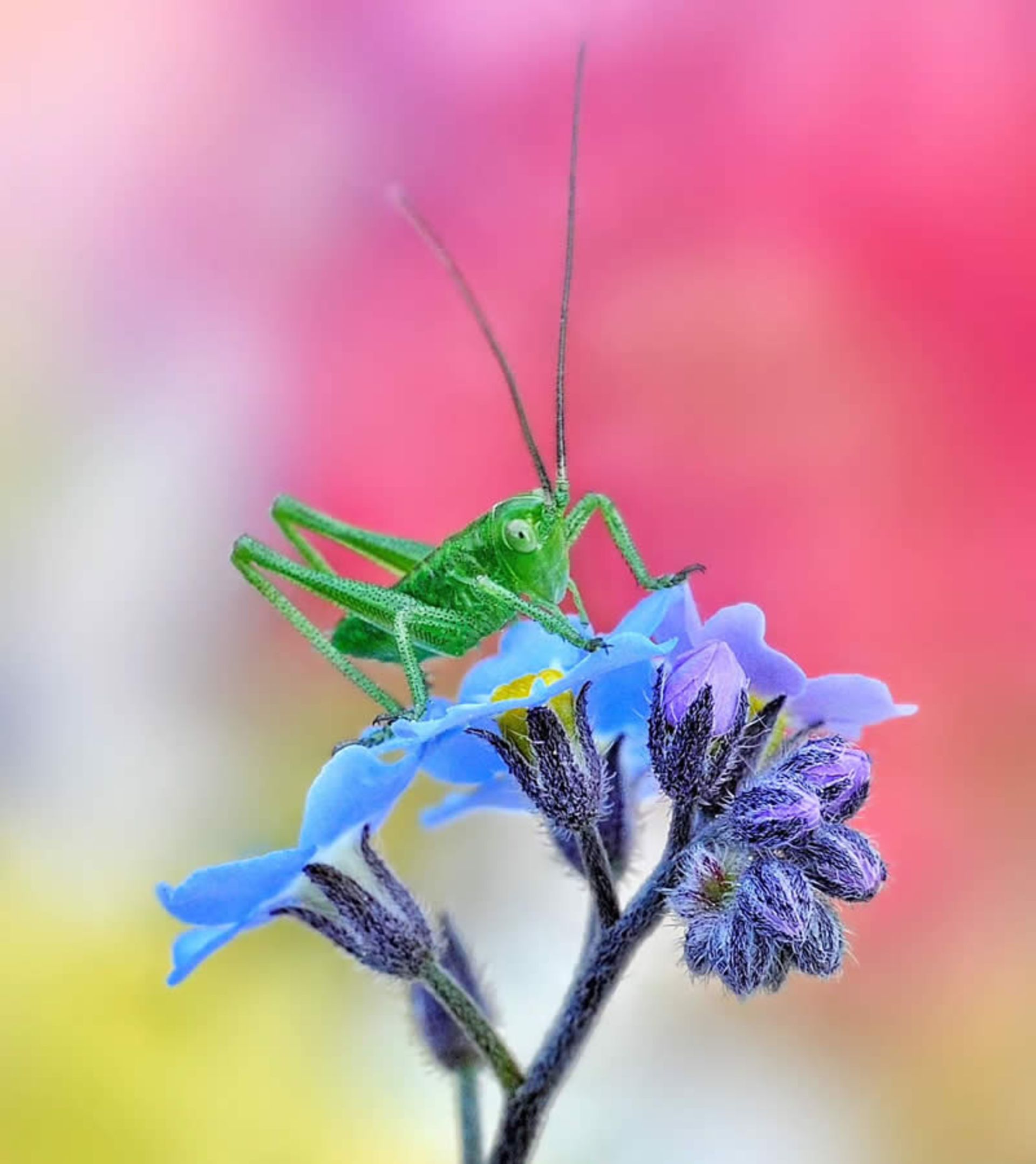 ملخ بر گل آبی