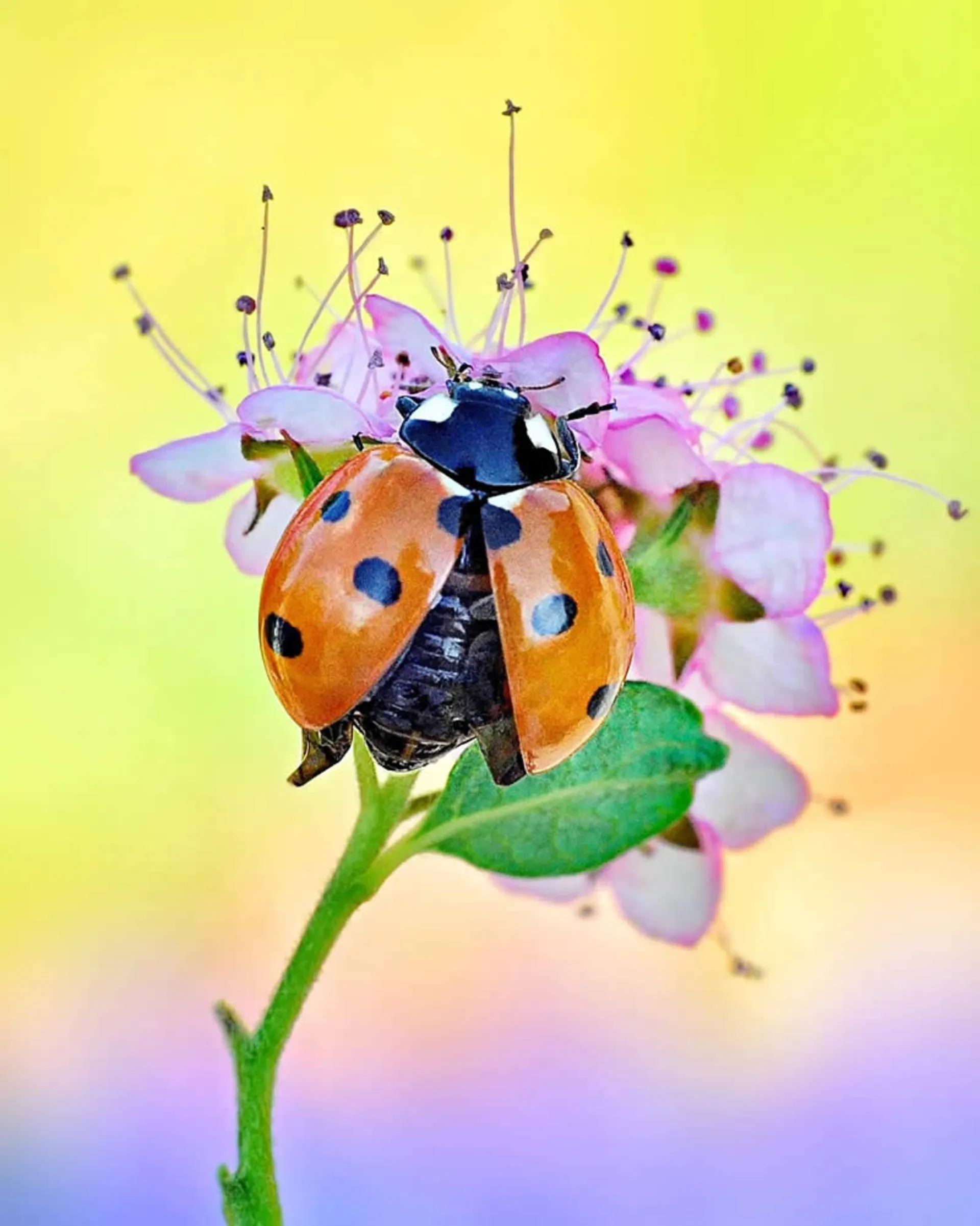 کفشدوزکی بر گل