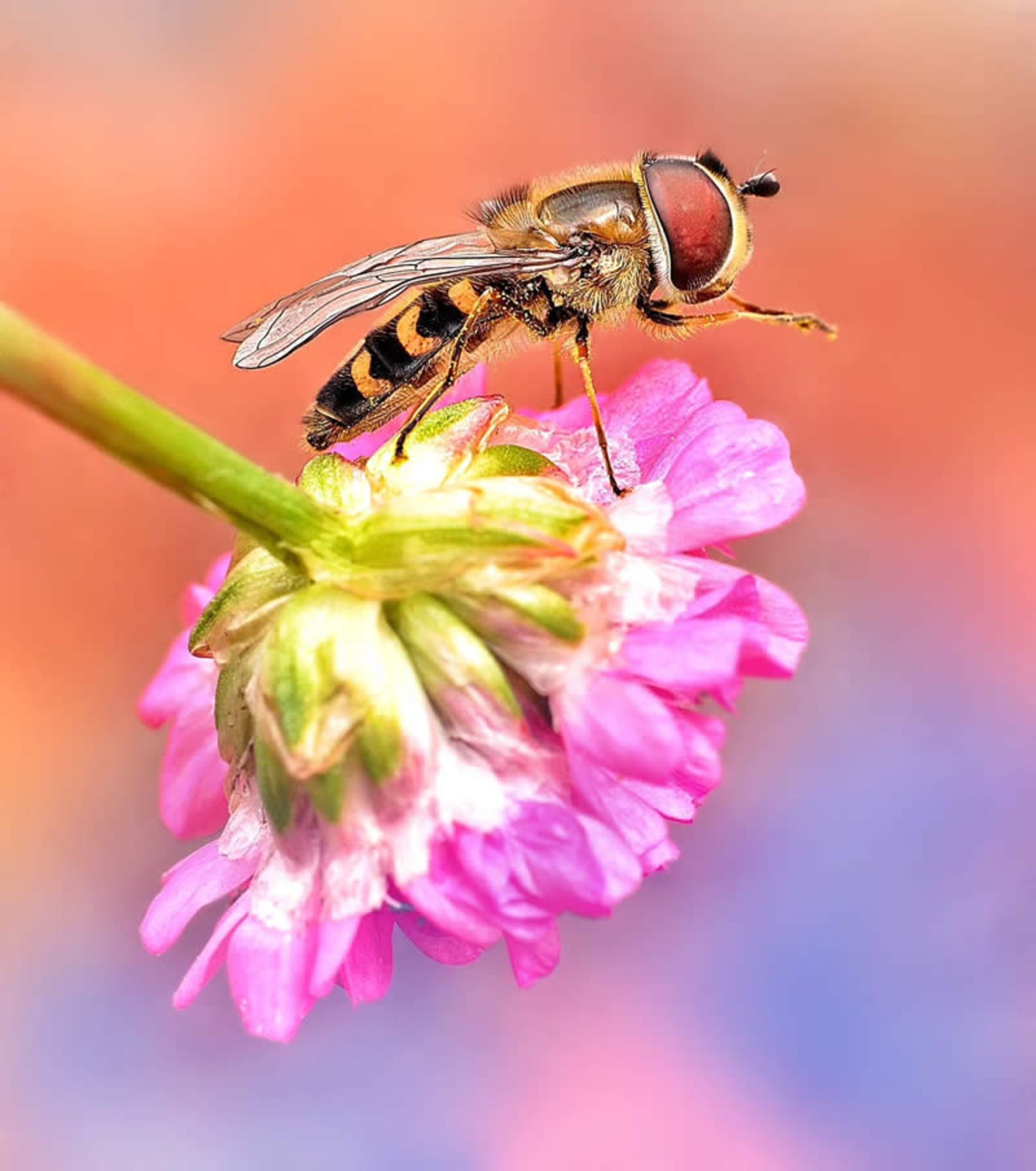 زنبوری بر گل صورتی