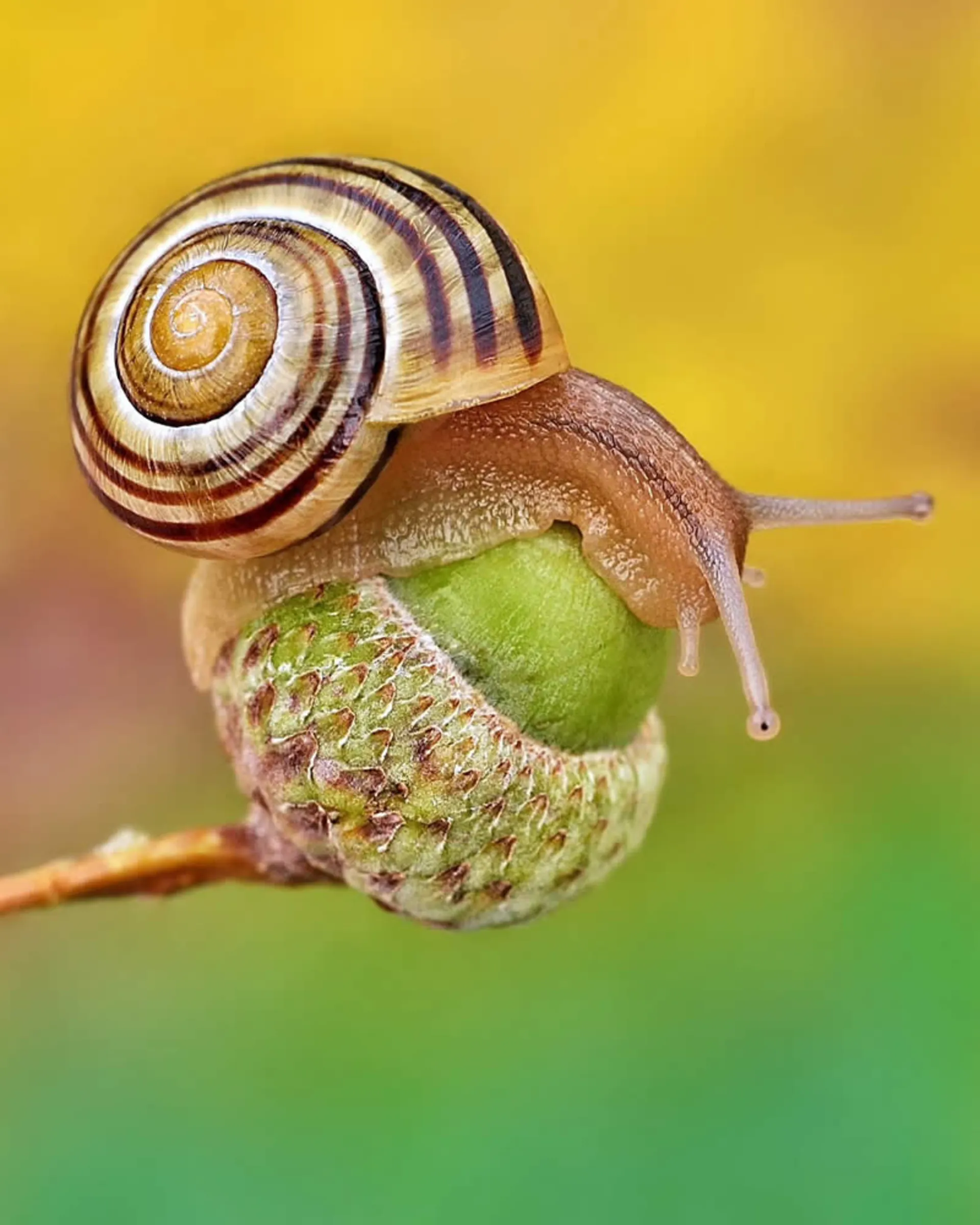 حلزونی روی گل