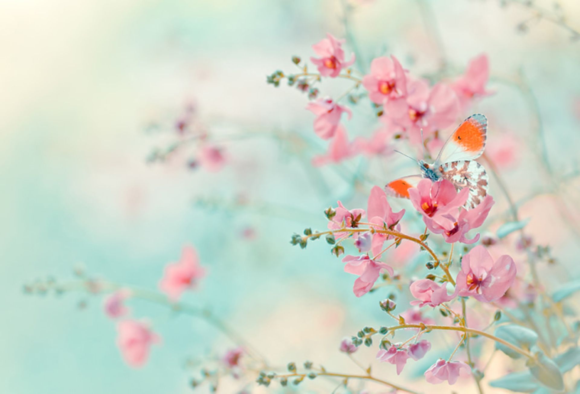 پروانه ای بر گل های صورتی وحشی