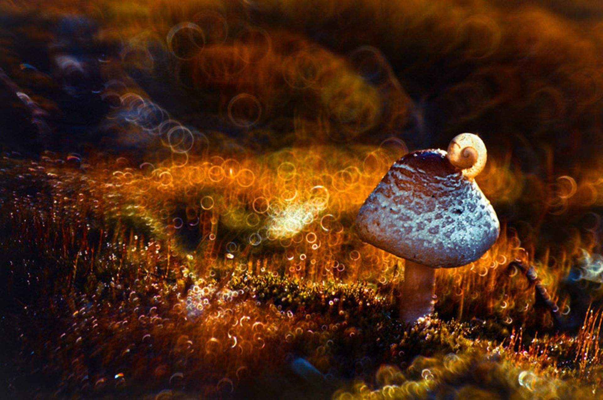 عکس قارچ ماکرو