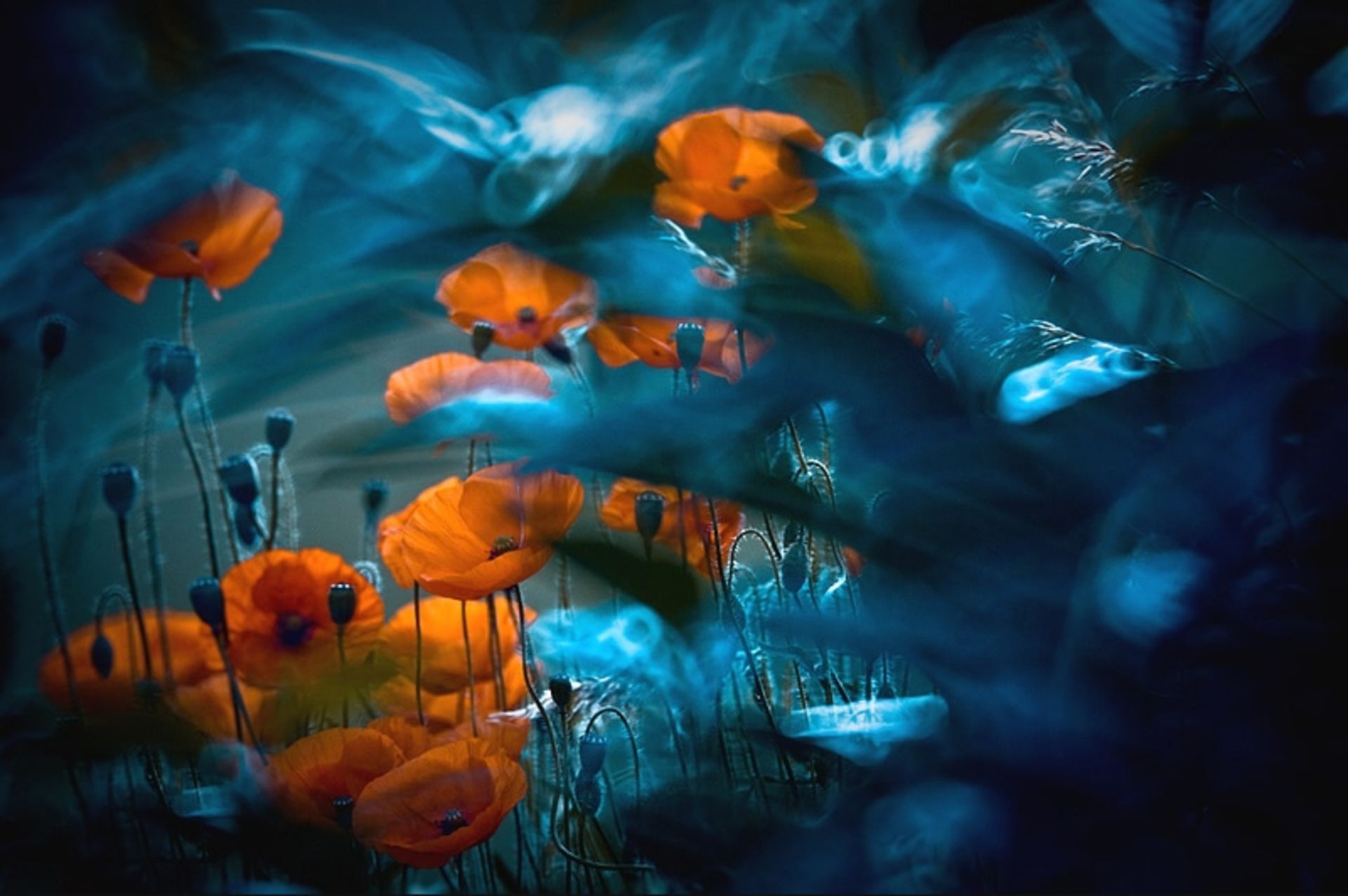 گل های وحشی نارنجی