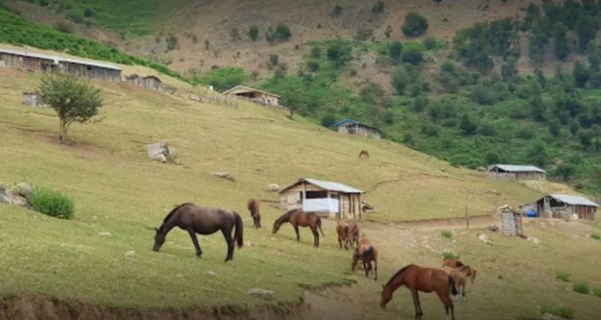 گله اسب ها در دشت النزه