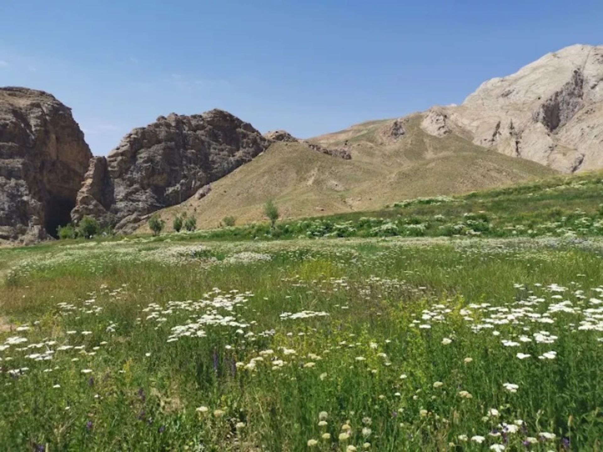 دشت تنگه واشی در بهار