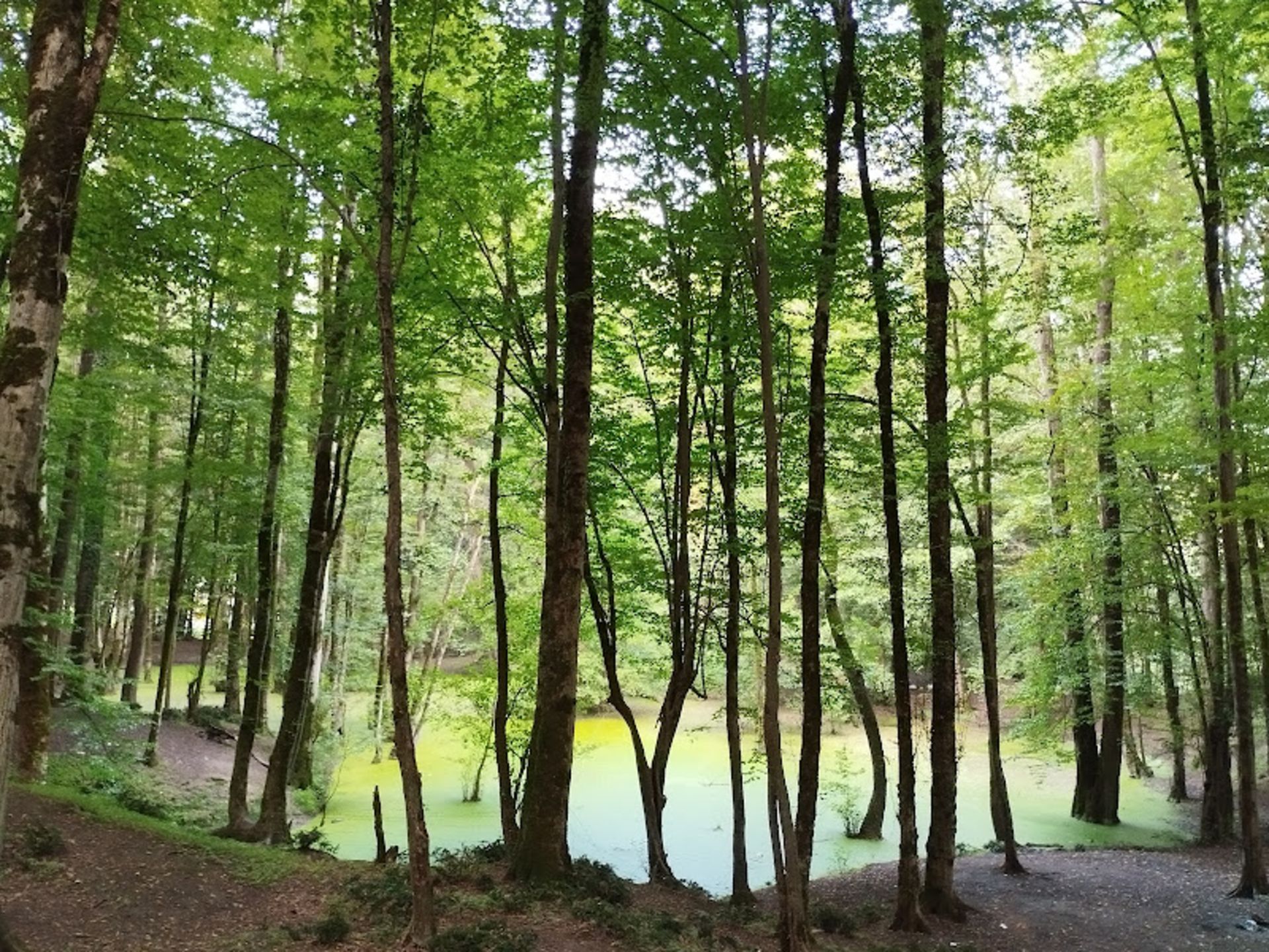 طبیعت مرداب هسل